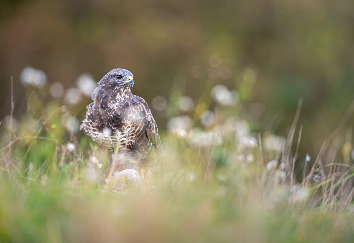 Buzzard or Red Kite: Identifying Britain's Soaring Raptors