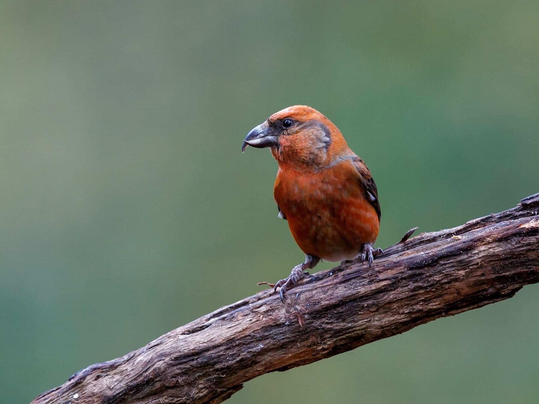 Common crossbill