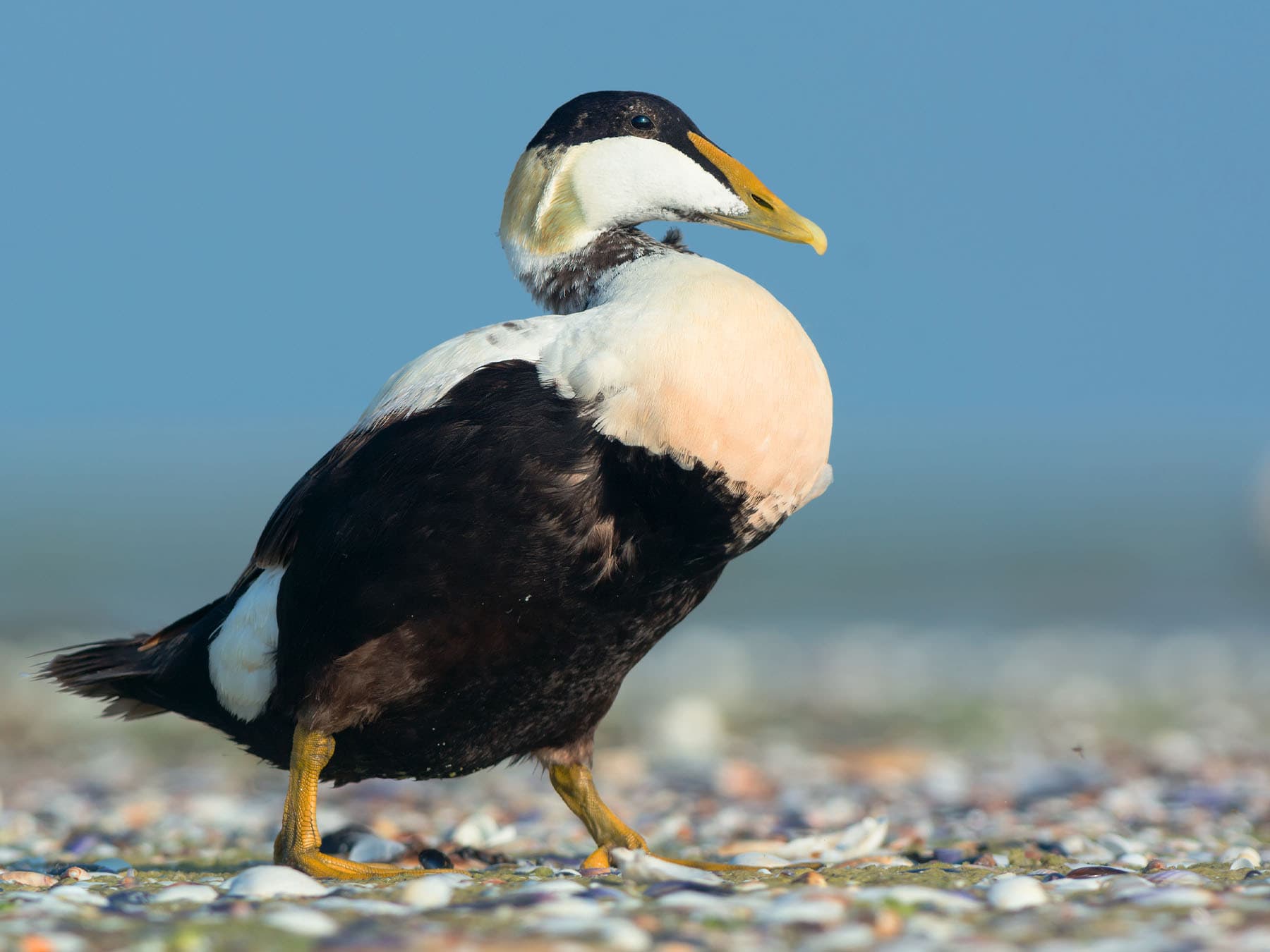 Common eider in breeding plumage