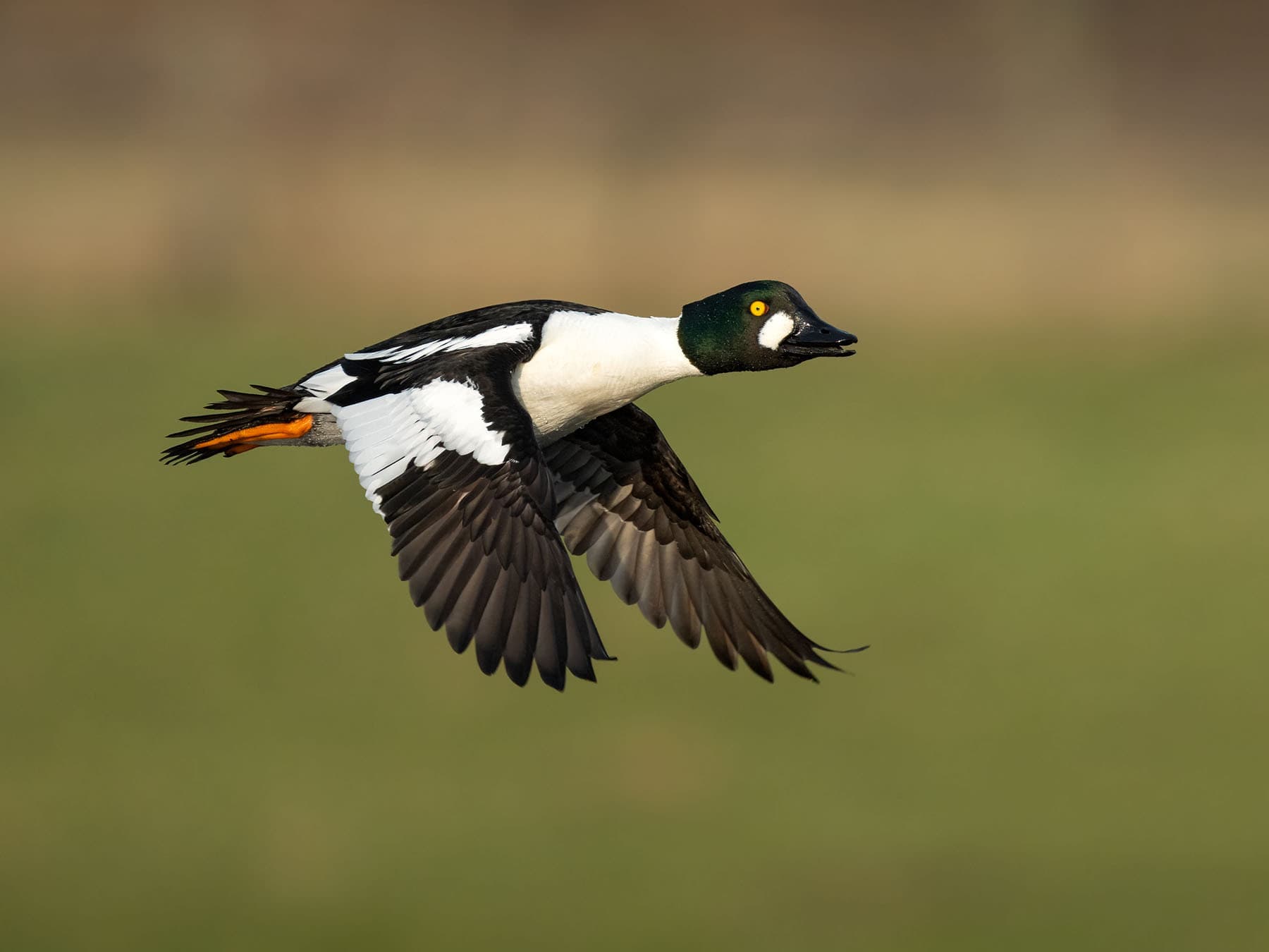 Common goldeneye in flight