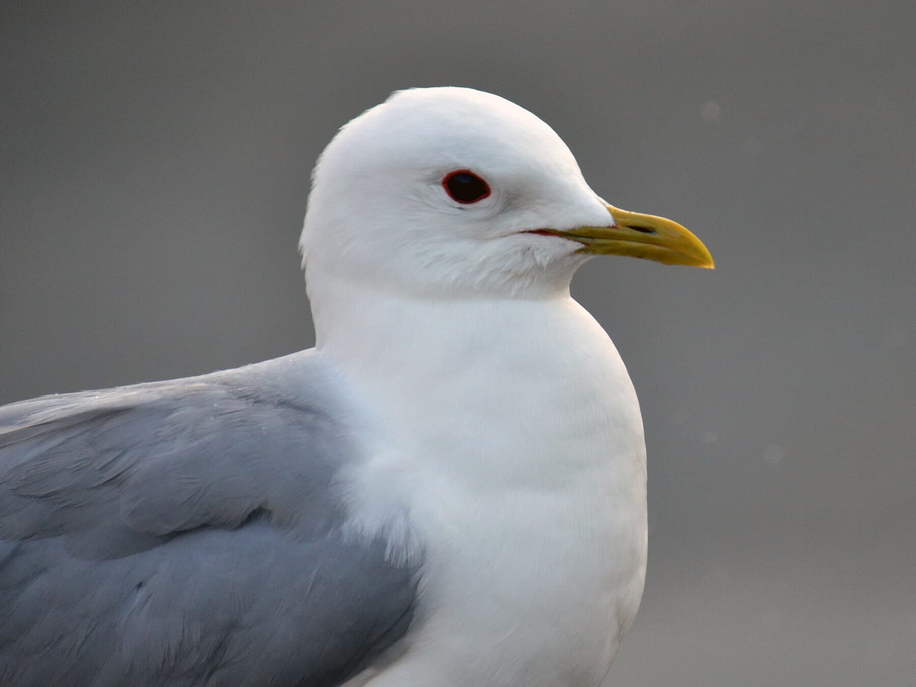Common gull close up
