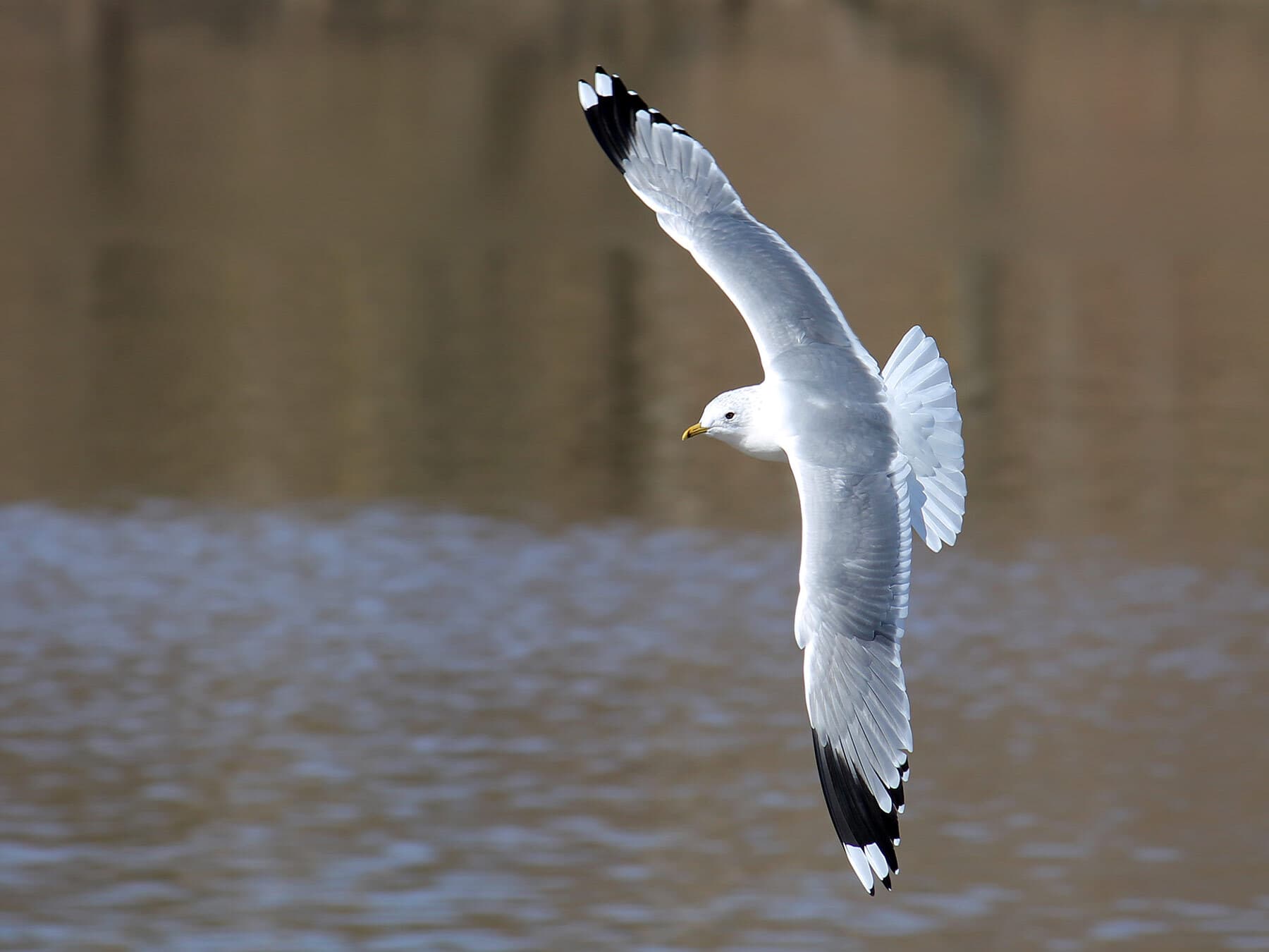 Common gull in flight