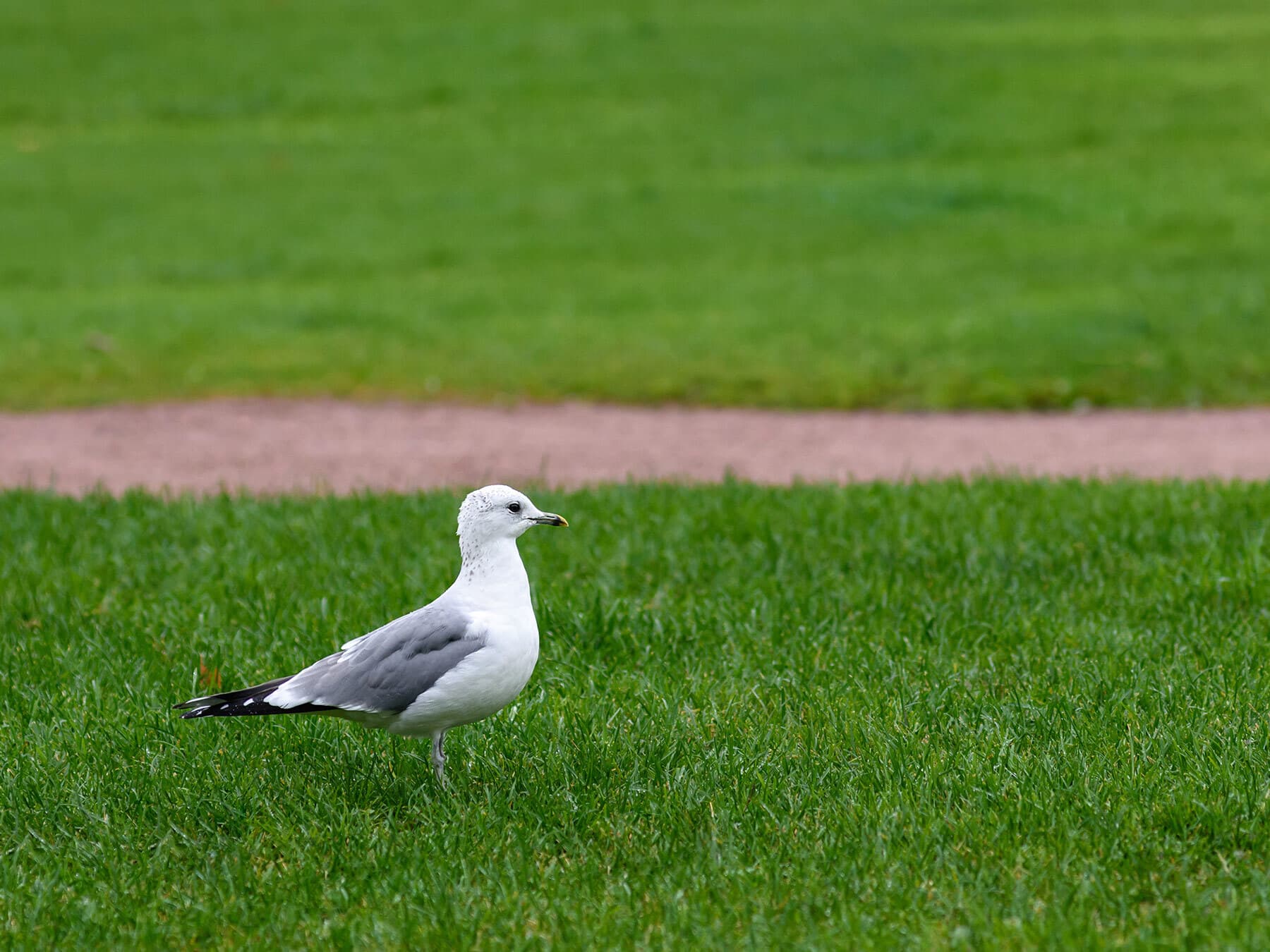 Common gull in winter