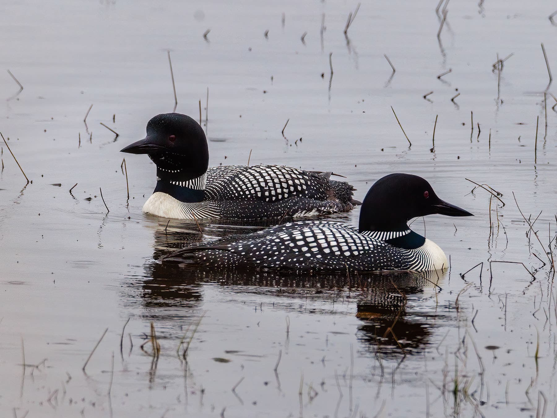 Common loon pair