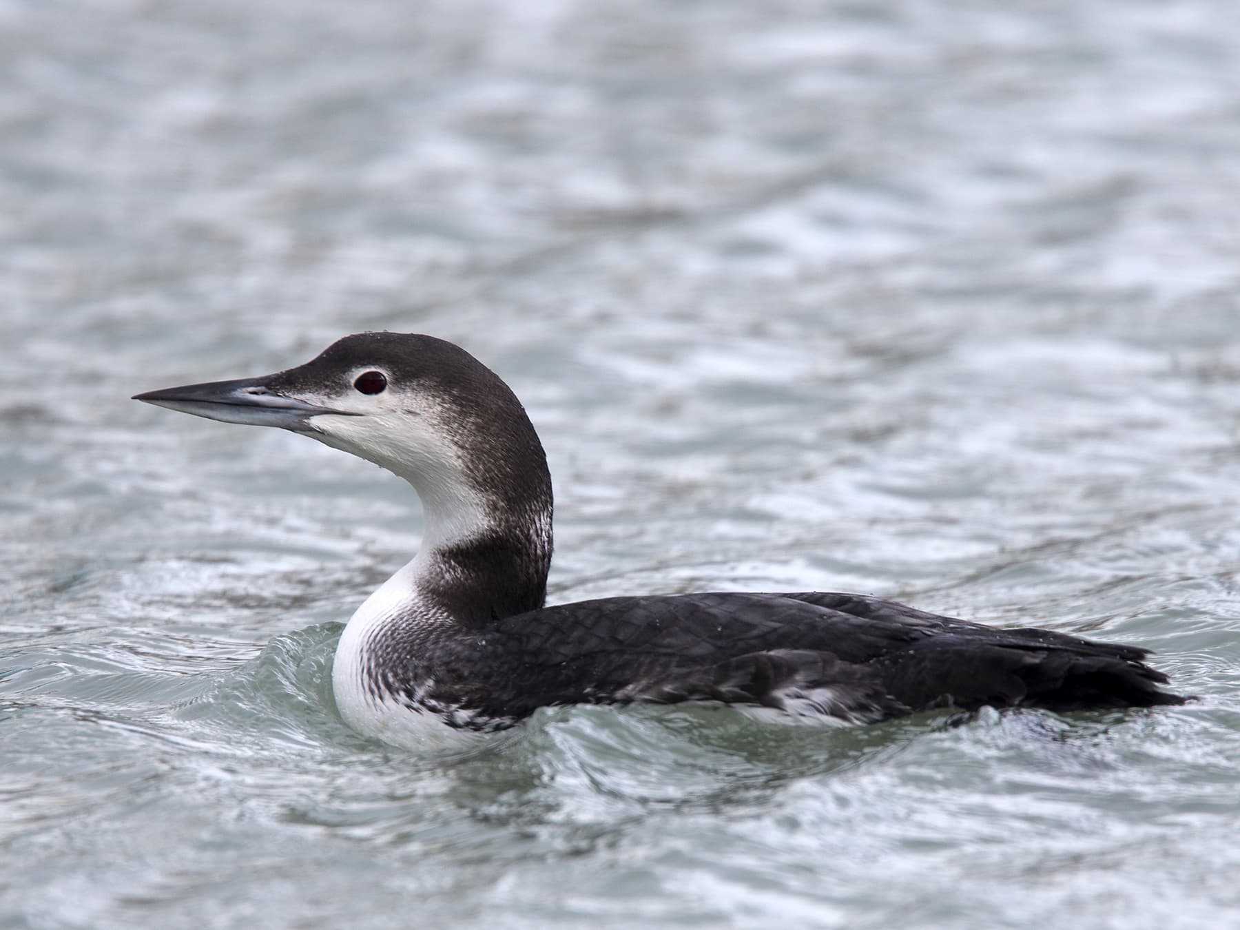 Common Loon, non-breeding plumage