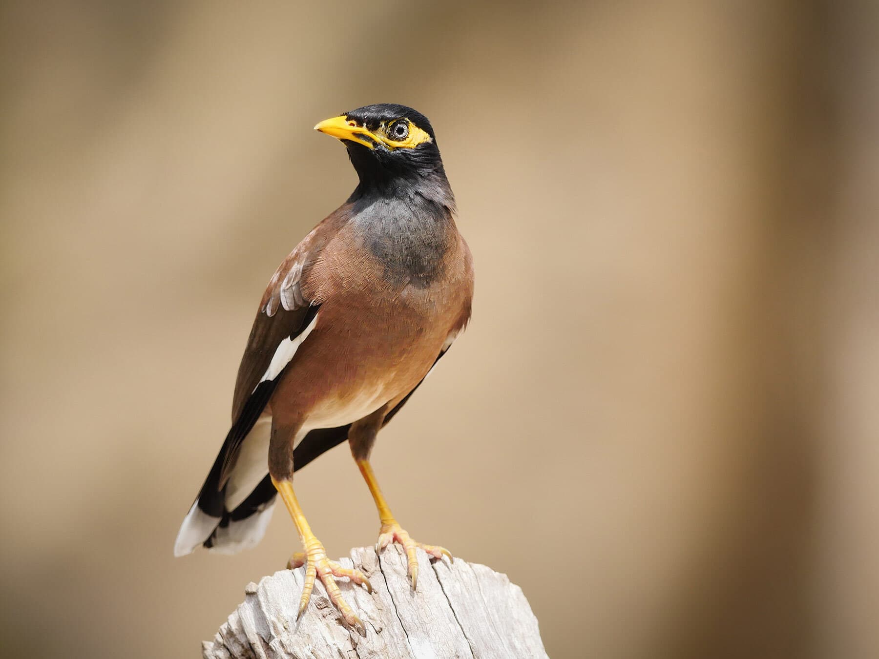 Common myna