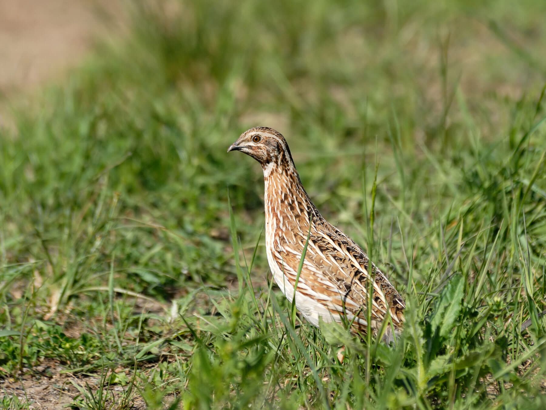Common quail