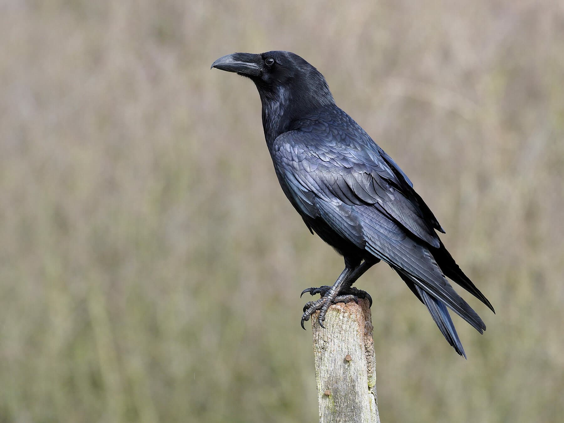 Common Raven perched on a post