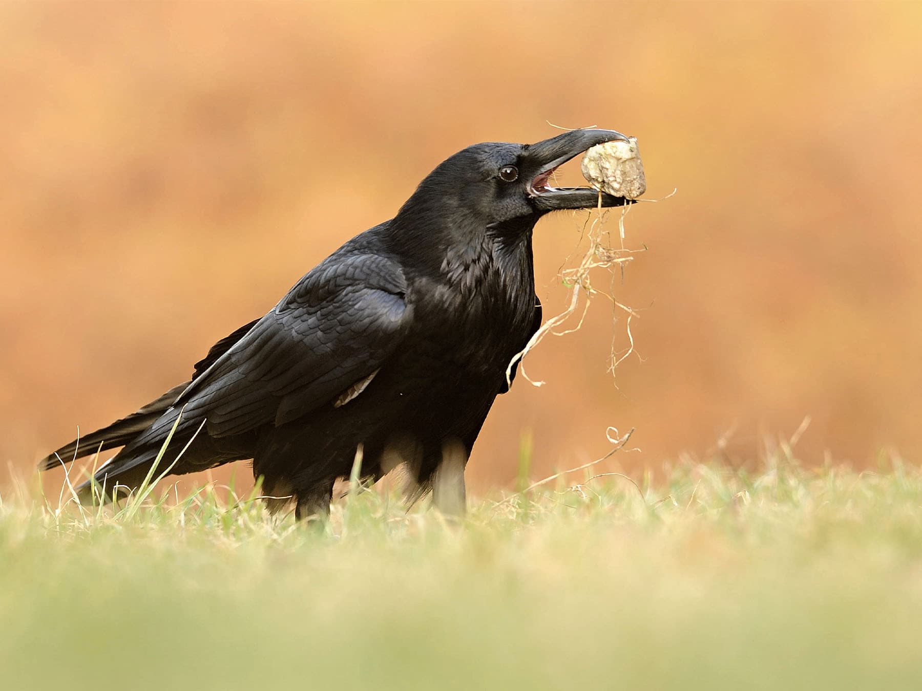 Common raven holding stone in beak