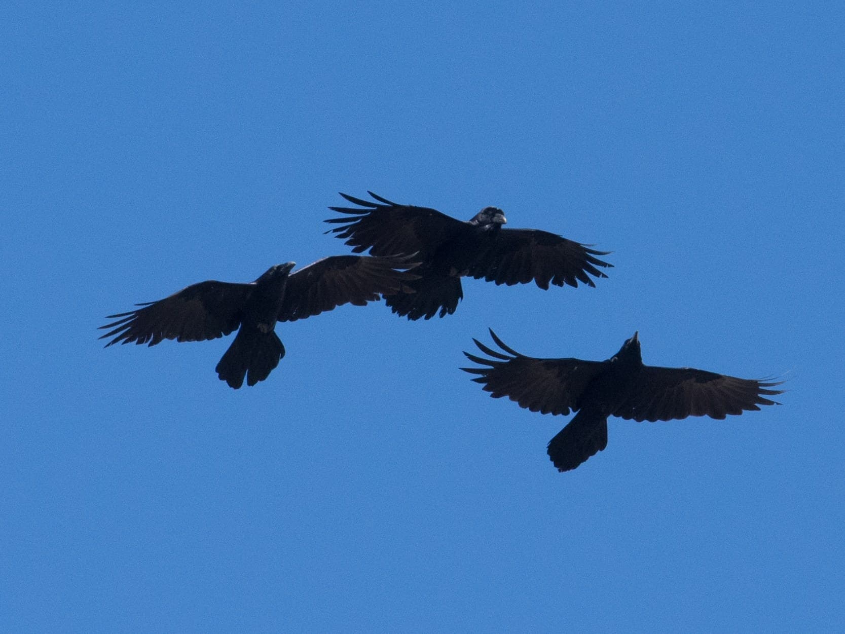 Three Common Ravens from below, New Mexico: long wings with long, separated fingers, and long, wedge-shaped tails