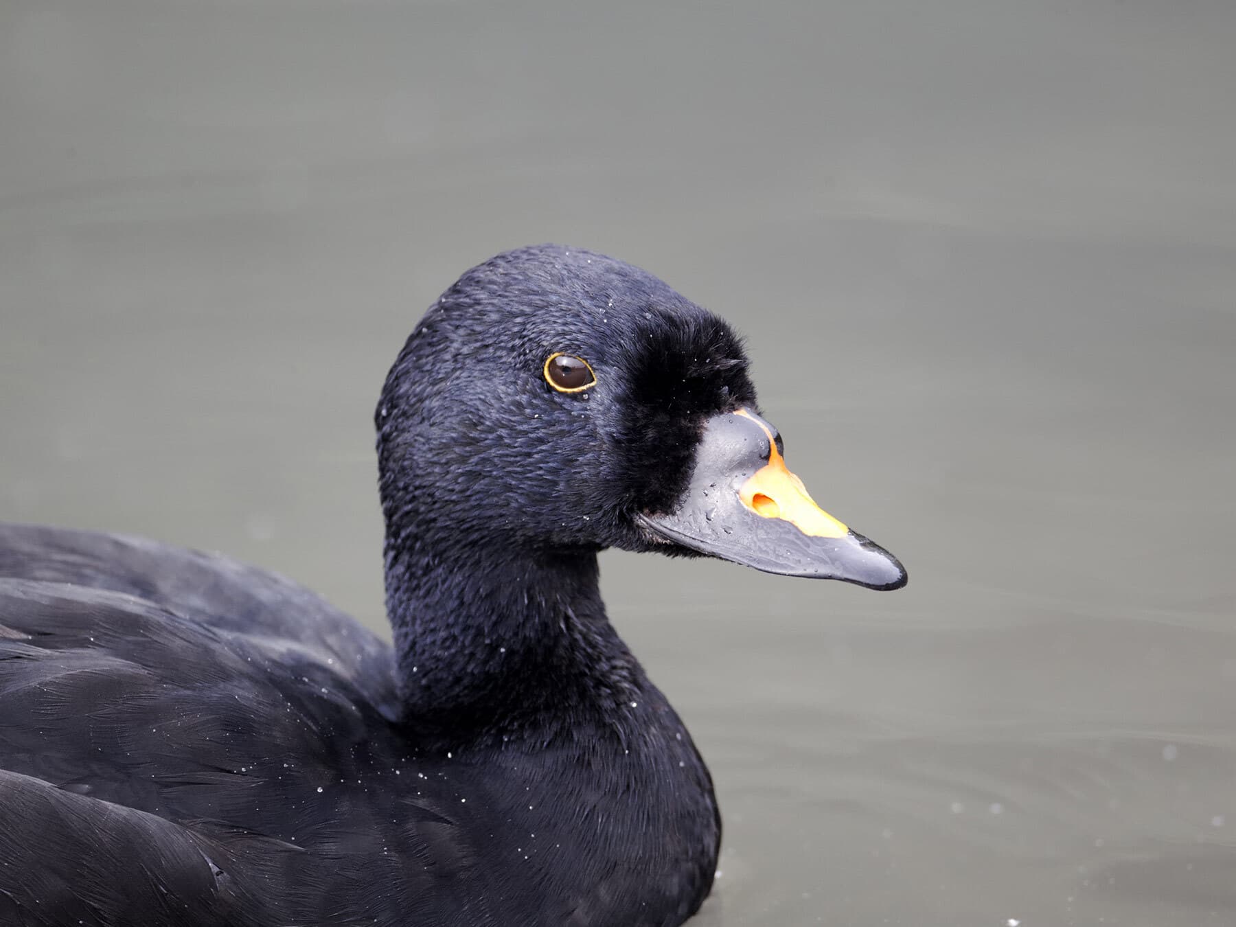 Common Scoter