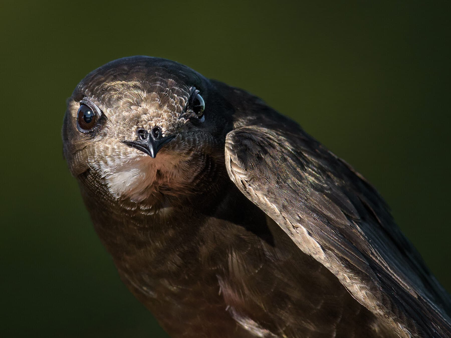Common swift close up