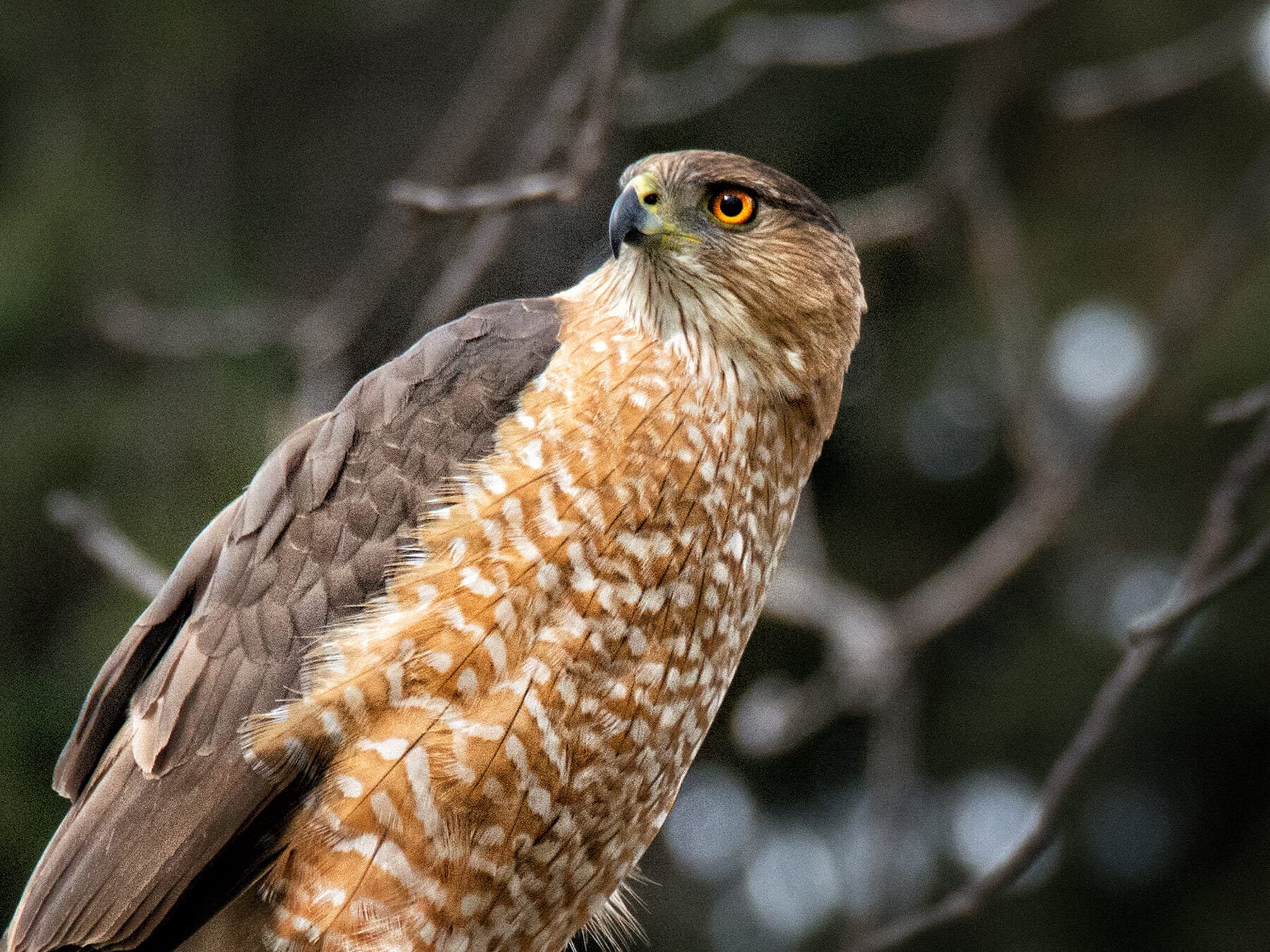 Probably a female, likely the same bird as in the card above, closer: a grayish-brown back and brown cheeks