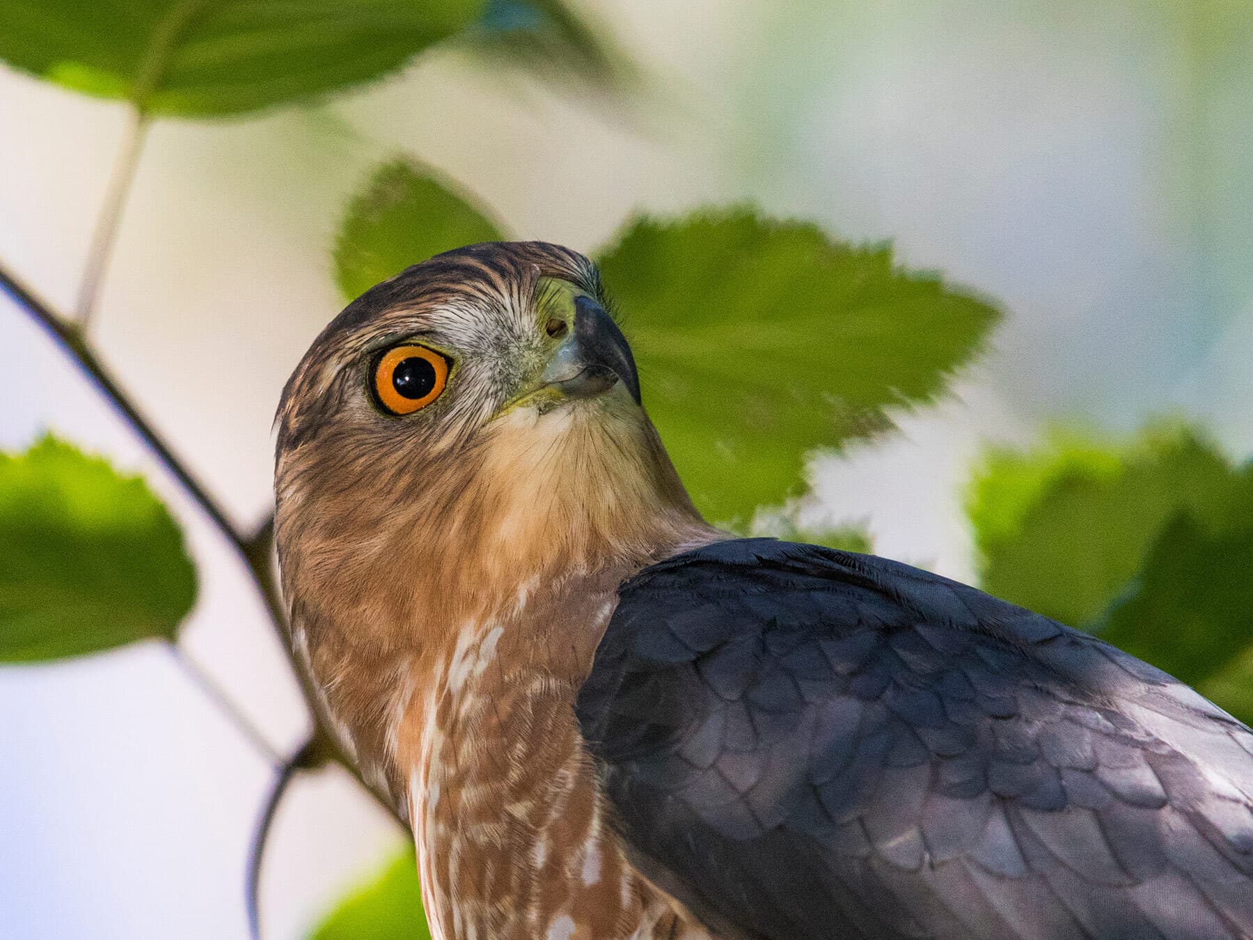 Head and shoulders of a Cooper's Hawk among green leaves, looking up and back: a bright orange eye, a hooked gray bill, rufous-brown cheeks and nape, and a dark slate-gray back