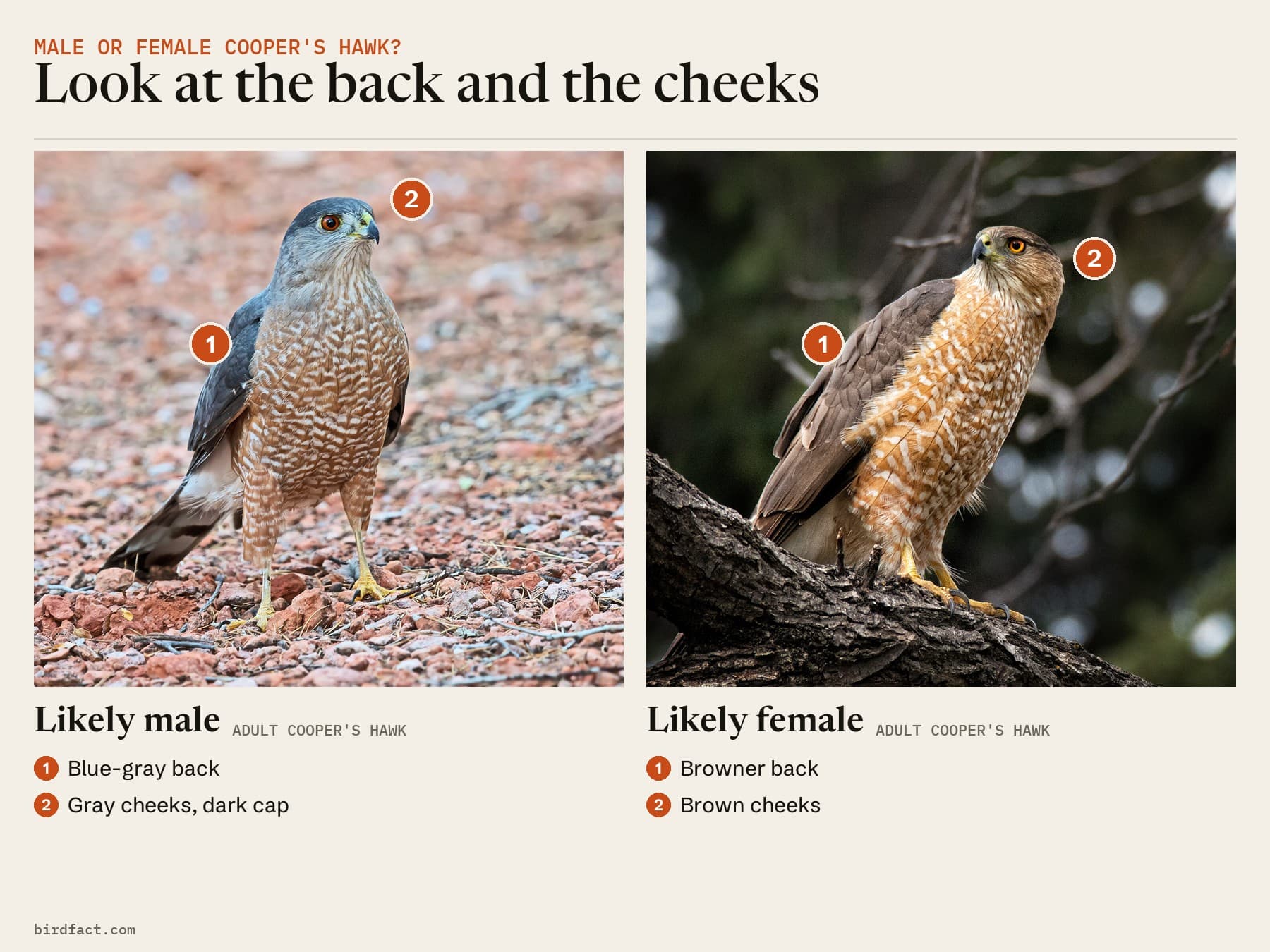 Comparison card, photos of two adult Cooper's Hawks headed 'Look at the back and the cheeks'. Left, likely a male: blue-gray back and gray cheeks under a dark cap. Right, likely a female: browner back and brown cheeks.