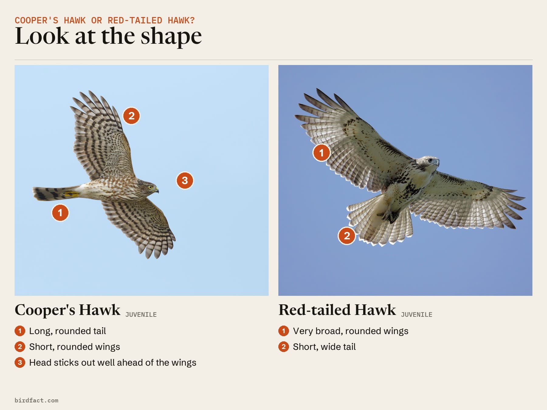 Comparison card, photos of a Cooper's Hawk (juvenile) on the left and a Red-tailed Hawk (juvenile) on the right, headed 'Look at the shape'. Cooper's Hawk: long, rounded tail; short, rounded wings; head sticks out well ahead of the wings. Red-tailed Hawk: very broad, rounded wings; short, wide tail.