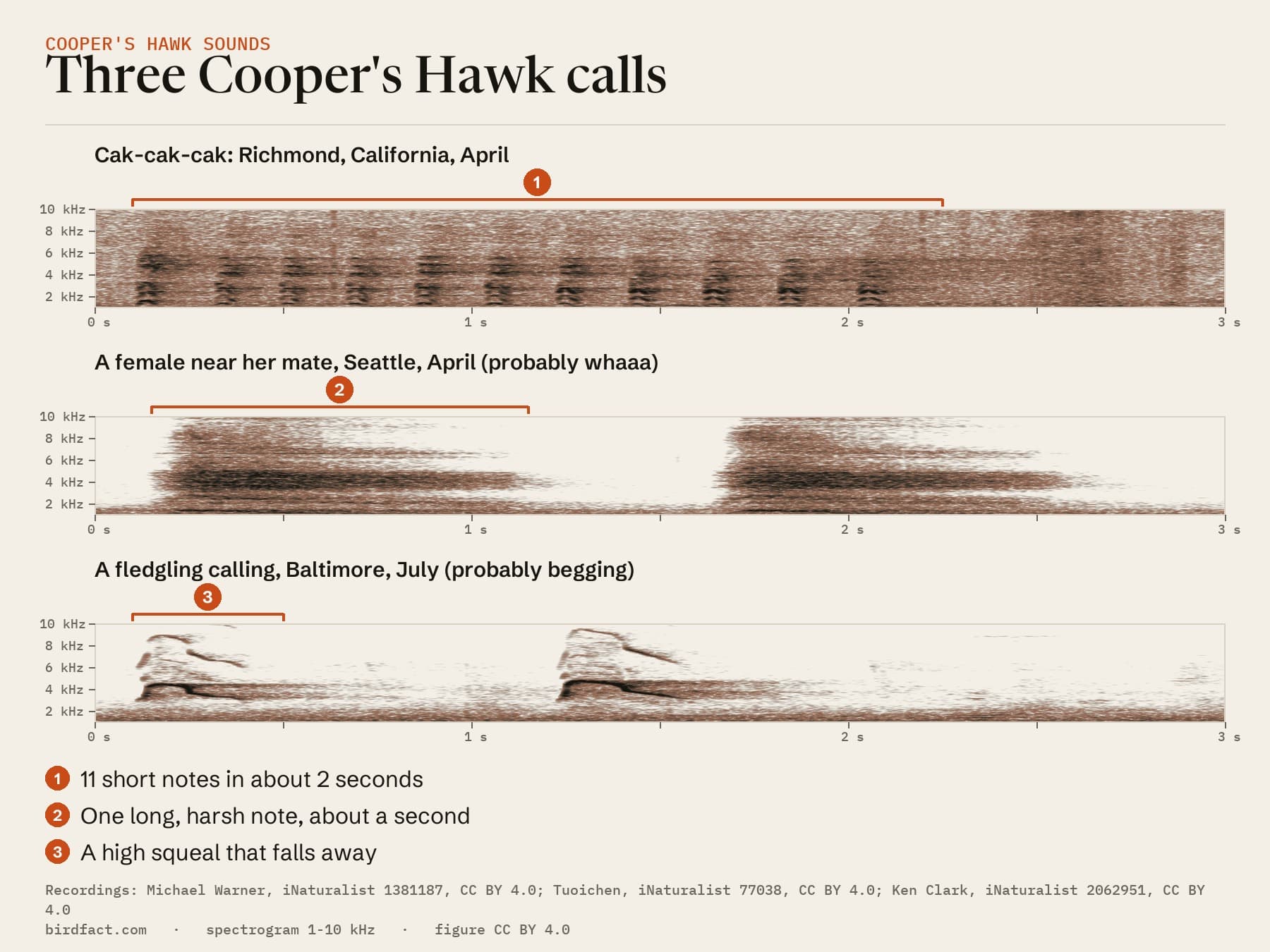 Three Cooper's Hawk calls on one 3-second scale: a cak-cak-cak series, two long calls from a female (probably whaaa) and two squeals from a fledgling (probably begging)