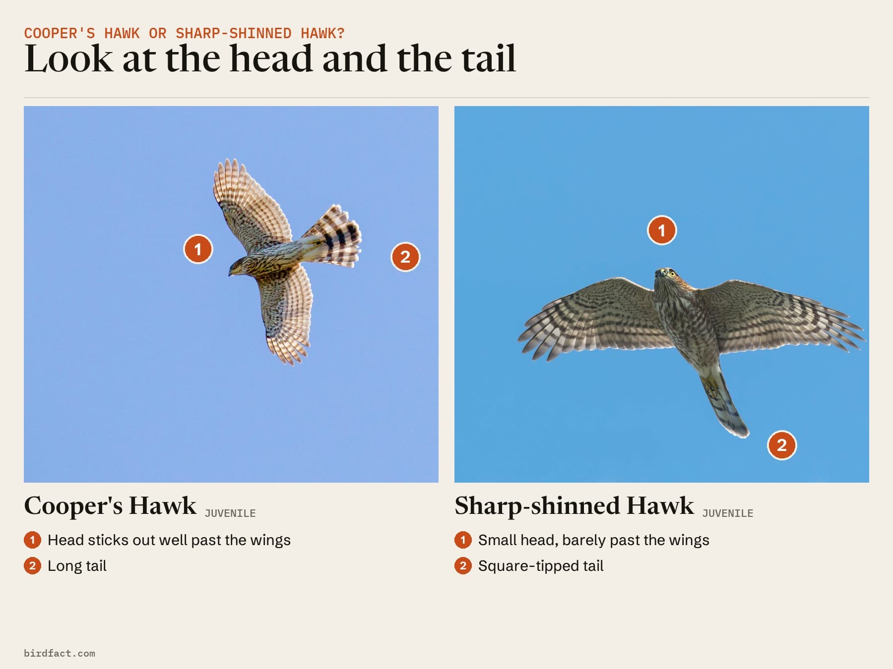 Comparison card, photos of a juvenile Cooper's Hawk and a juvenile Sharp-shinned Hawk flying overhead, headed 'Look at the head and the tail'. Cooper's Hawk: head sticks out well past the wings; long tail. Sharp-shinned Hawk: small head, barely past the wings; square-tipped tail.
