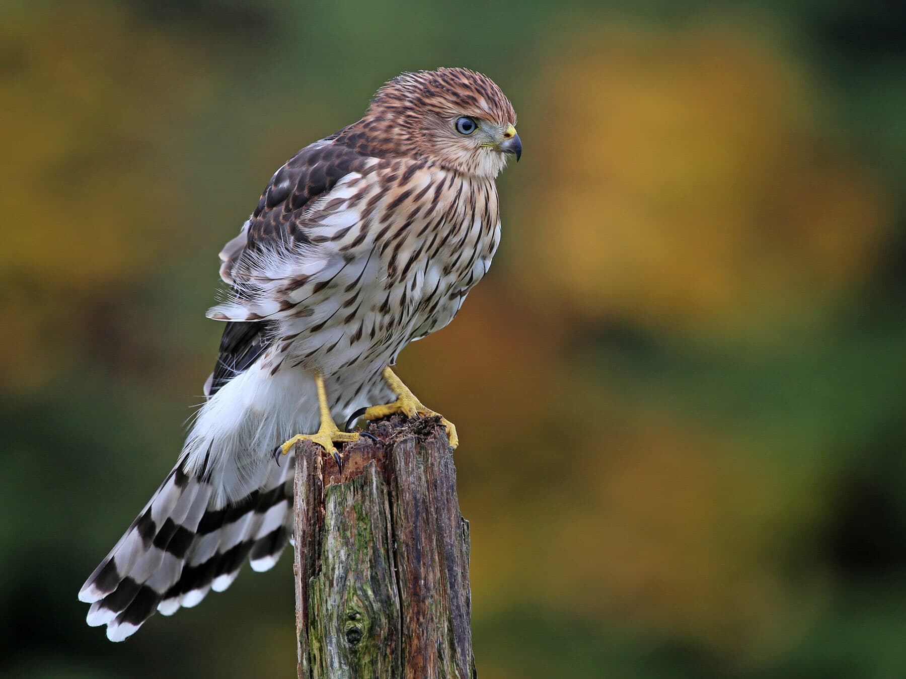 A juvenile Cooper's Hawk: brown above, crisp dark streaks on a white breast, a pale eye and a long tail with a broad white tip