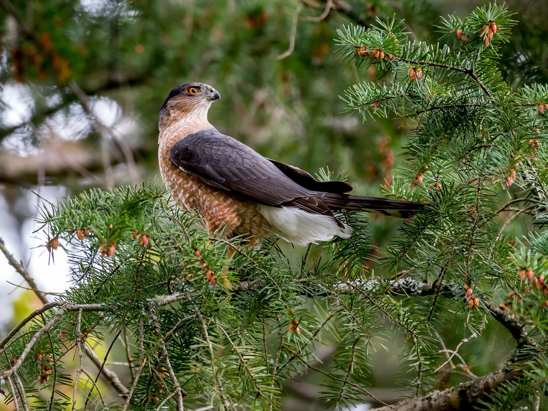An adult Cooper's Hawk perched in a conifer, side-on: a dark cap against a paler nape, a slate back, a white breast barred with rusty orange, white under the tail and a long banded tail