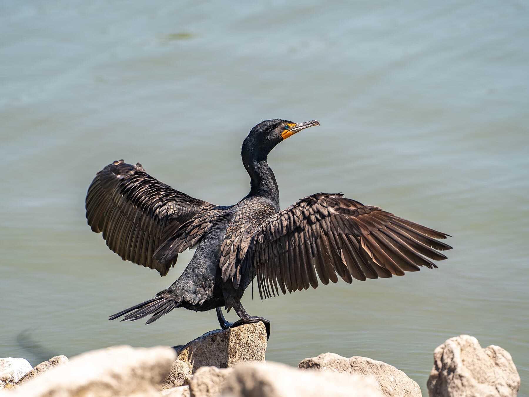 Cormorant drying wings