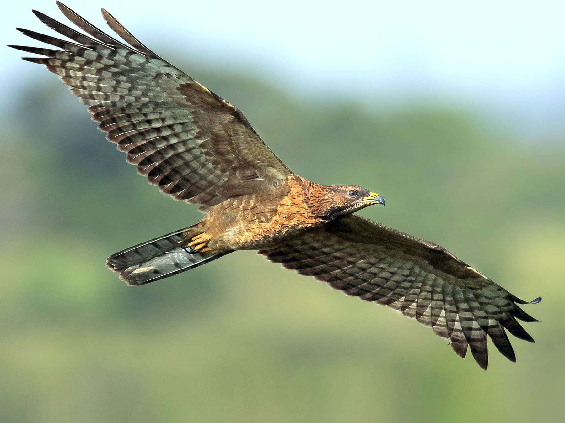 Oriental Honey-buzzard in-flight