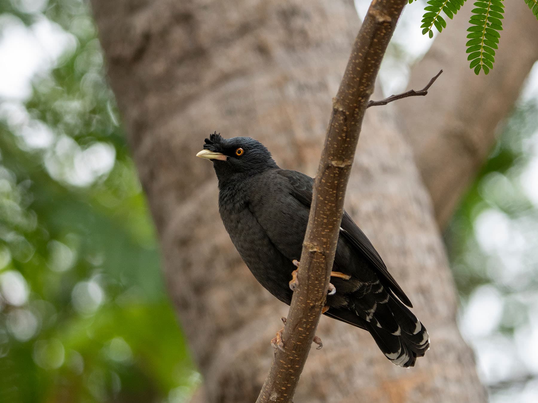 Crested Myna perched on a branch