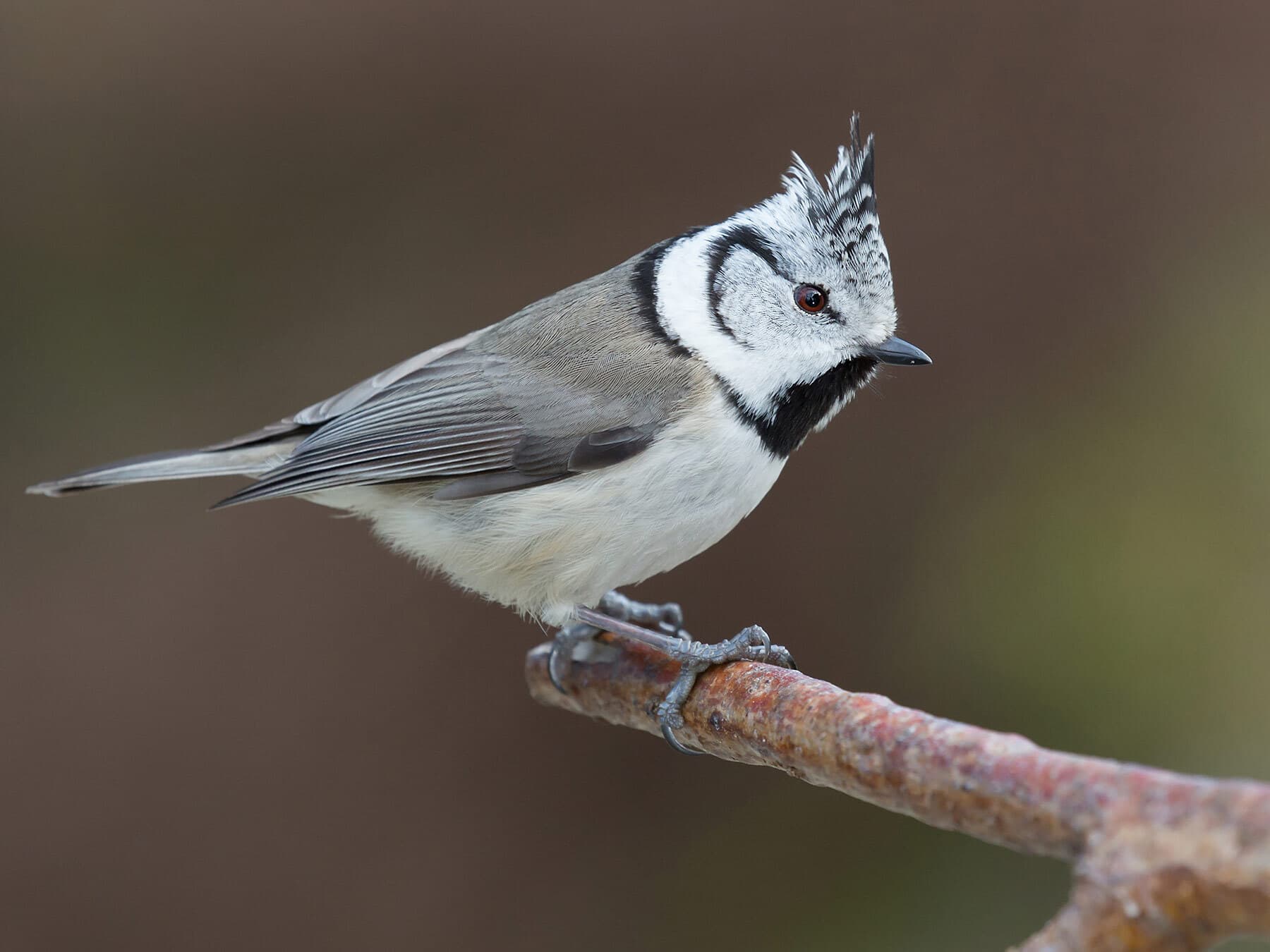 Close up of a European Crested Tit