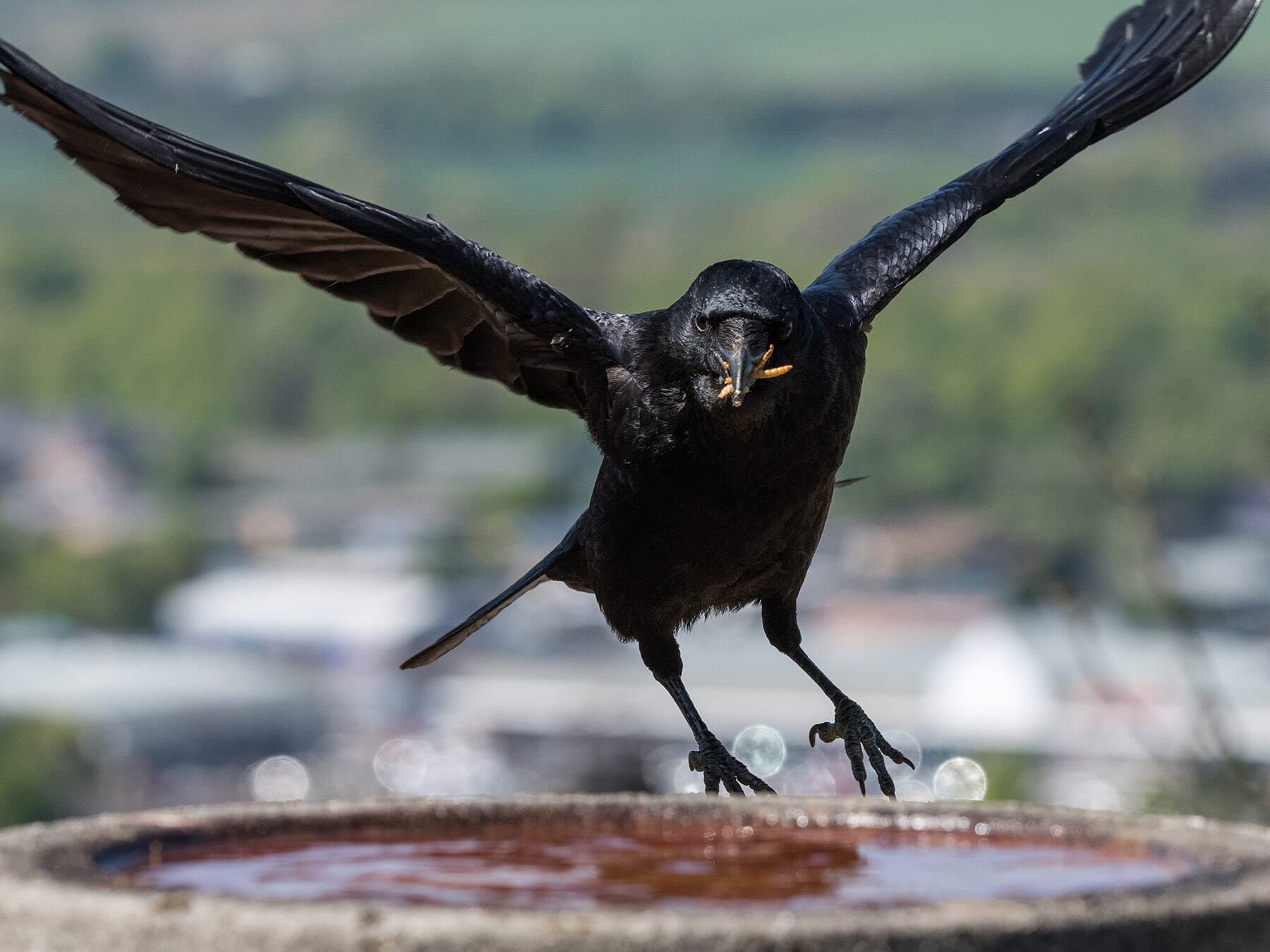 Crow eating mealworms