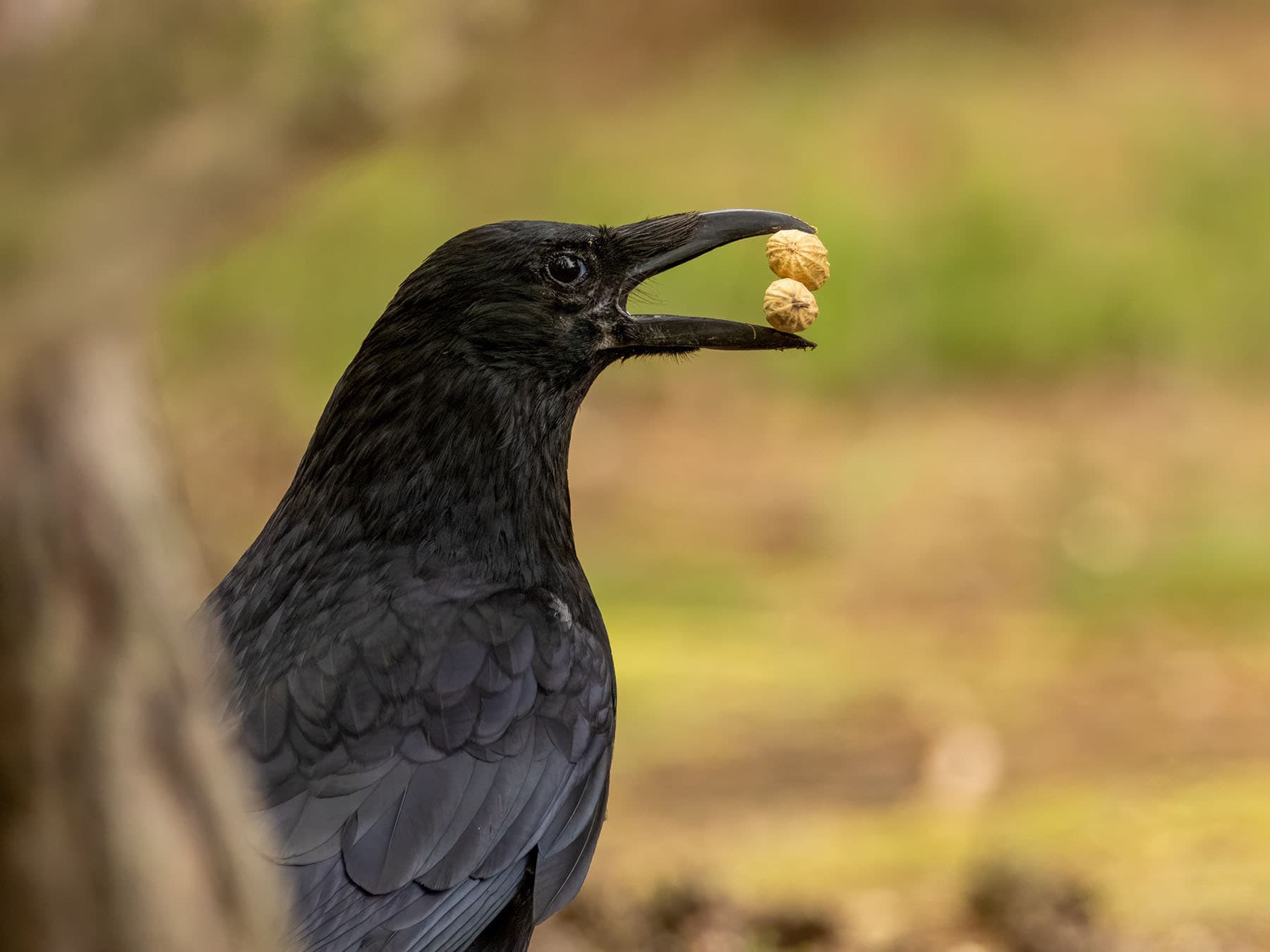 Crow foraging