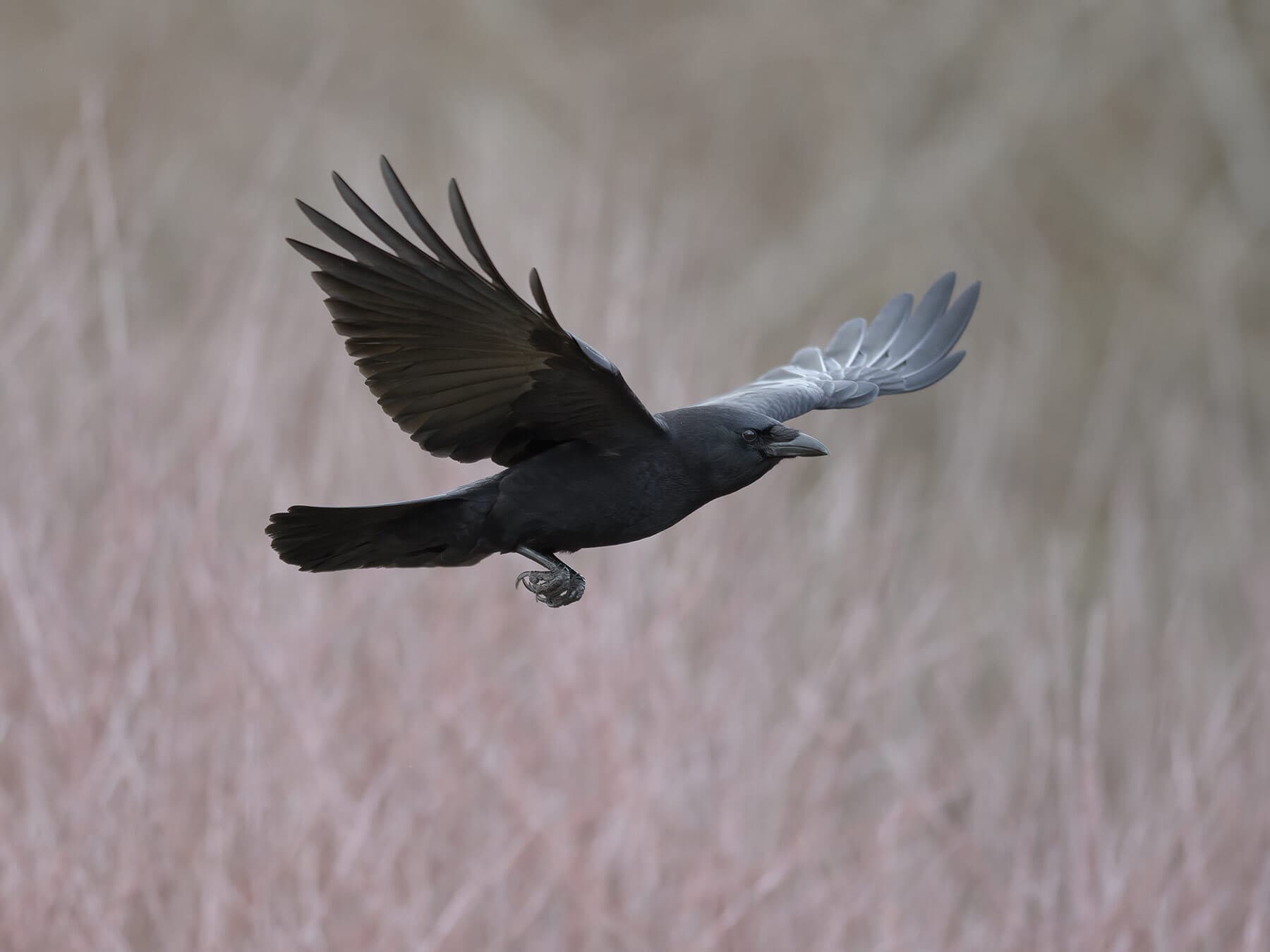 Crow in flight
