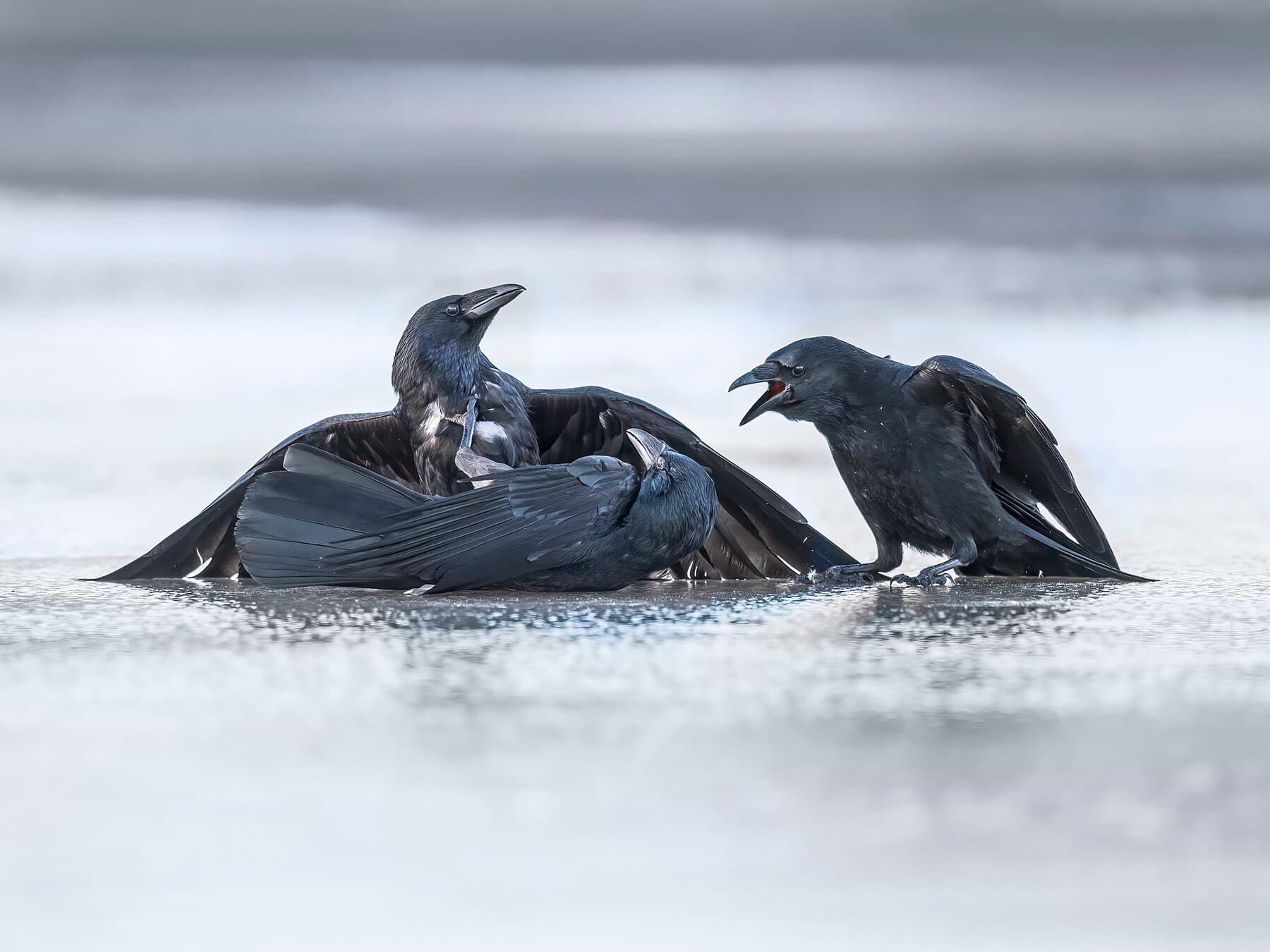 Crows fighting winter