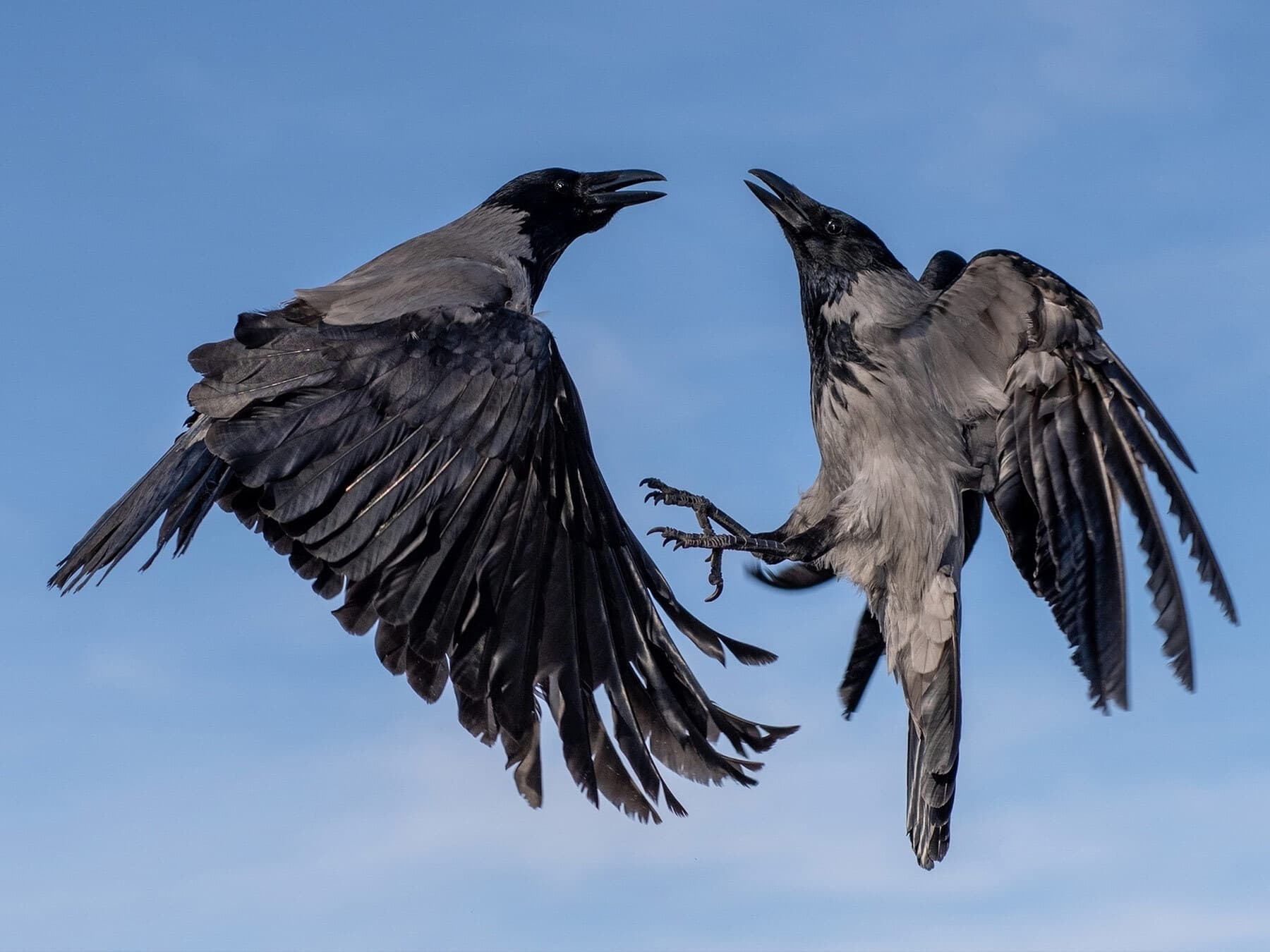Crows fighting