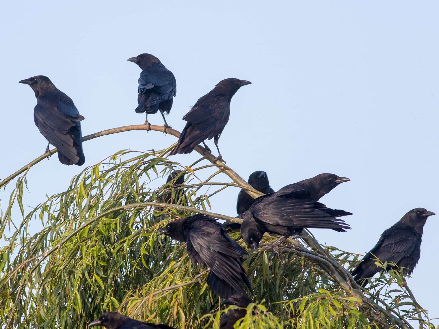 A group of crows perched together in the top of a willow