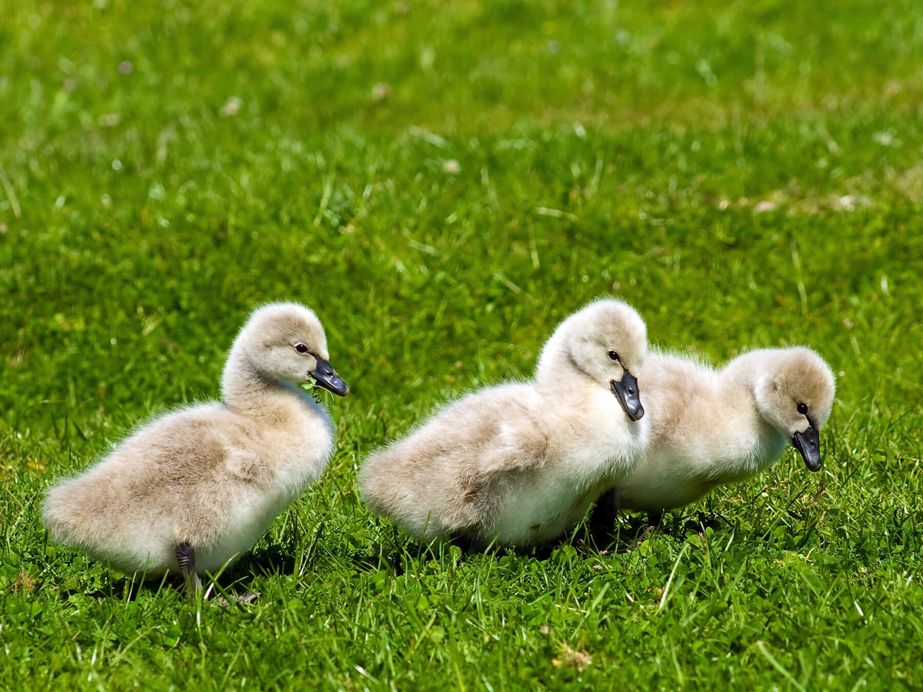 Cygnets on the grass