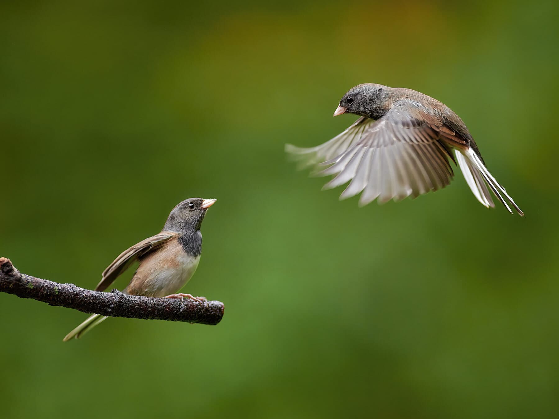 Dark eyed junco in flight