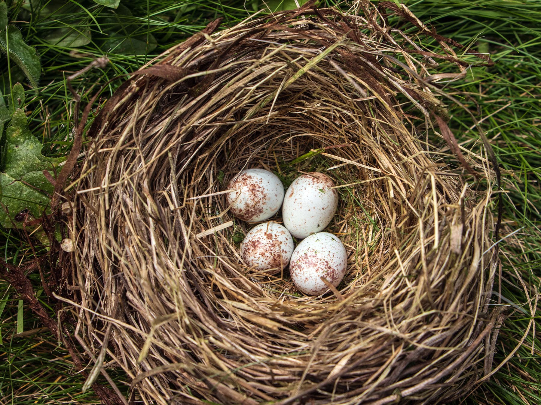 A Dark-eyed Junco nest, a neat cup of dry grass, with four pale speckled eggs