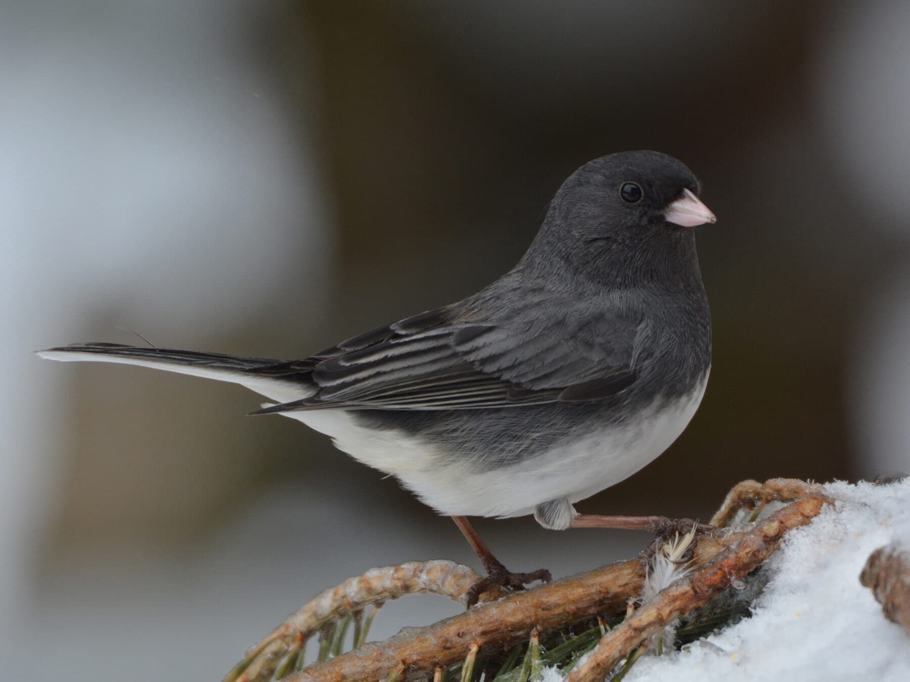 Dark eyed junco perched