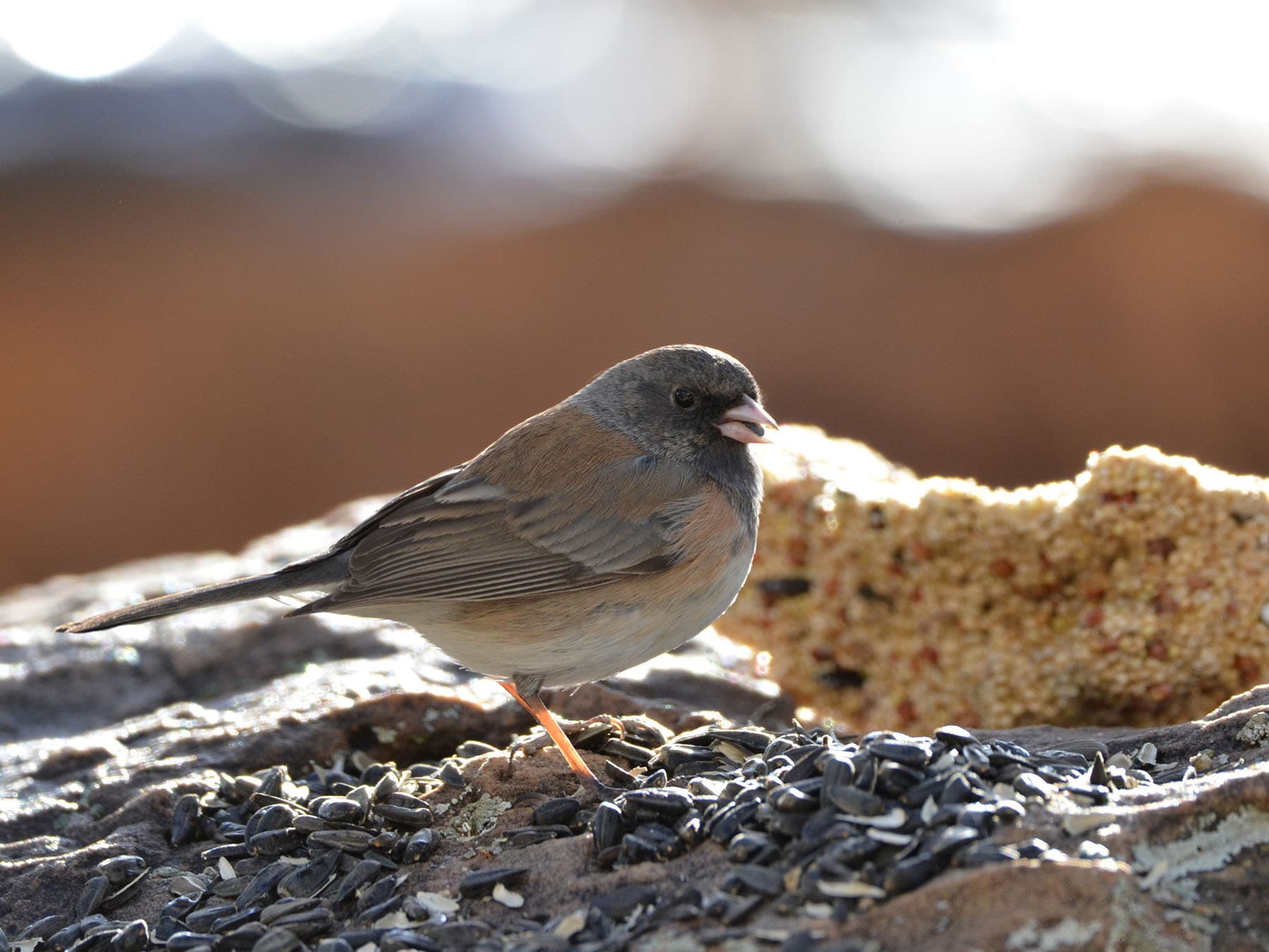 Dark eyed junco sunflower seeds