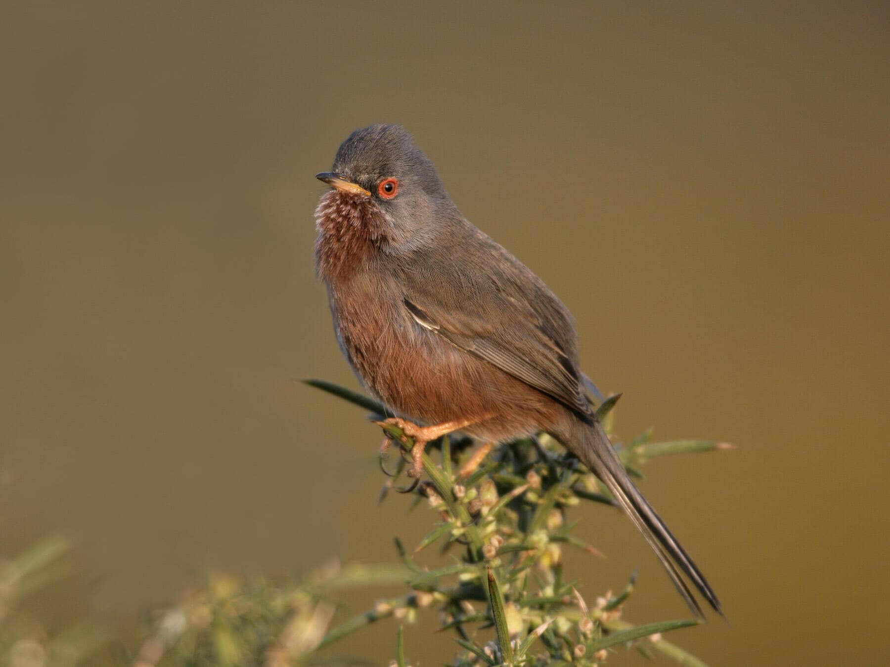Dartford warbler 1
