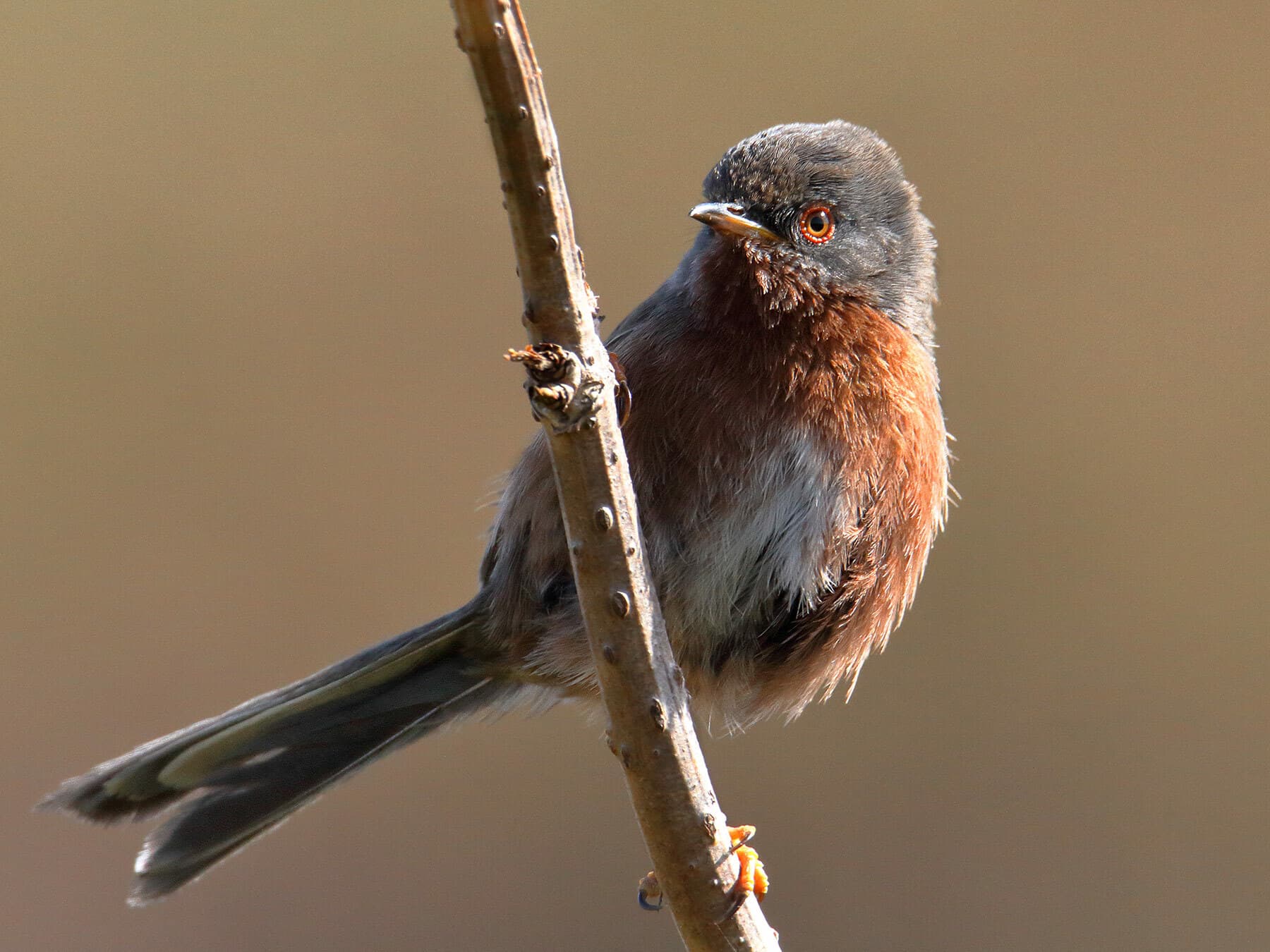 Dartford warbler 3