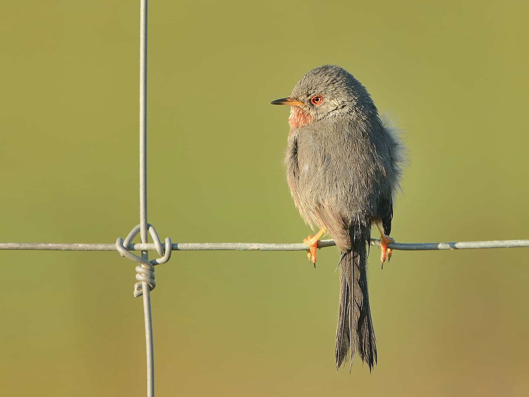 Dartford Warbler perched on a fence