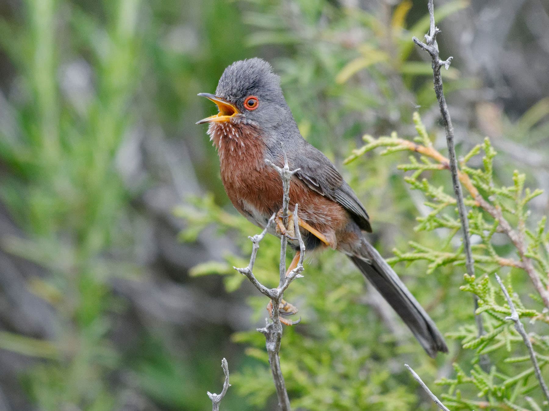 Dartford warbler close up