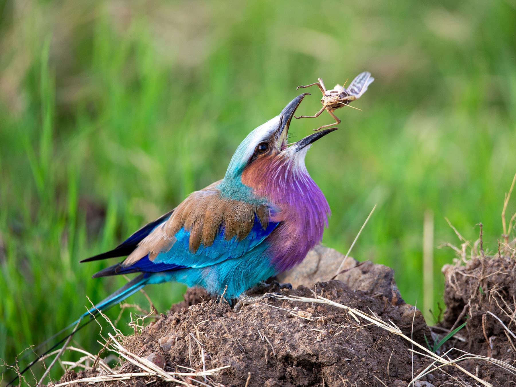 Diets Across Species