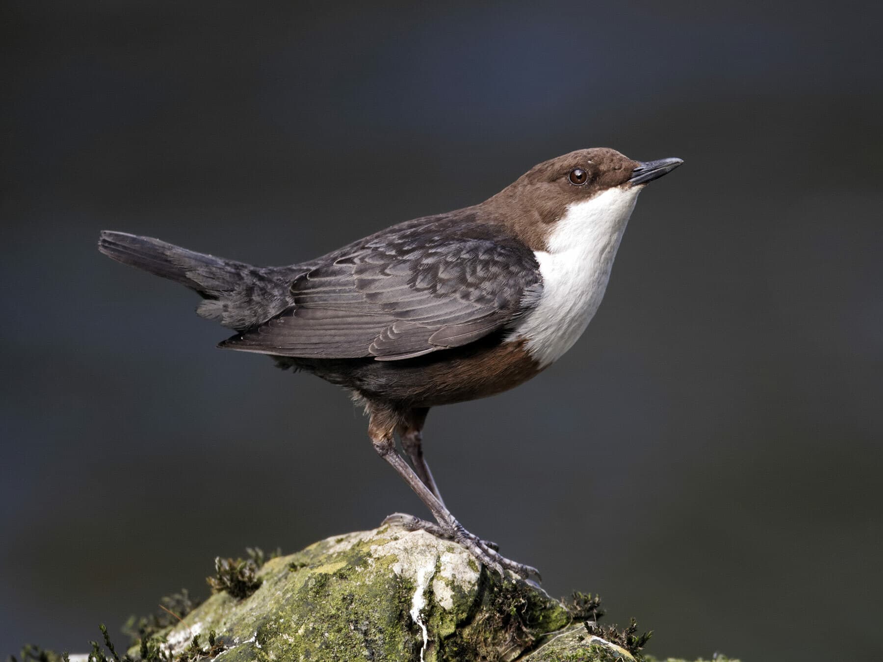 Dippers