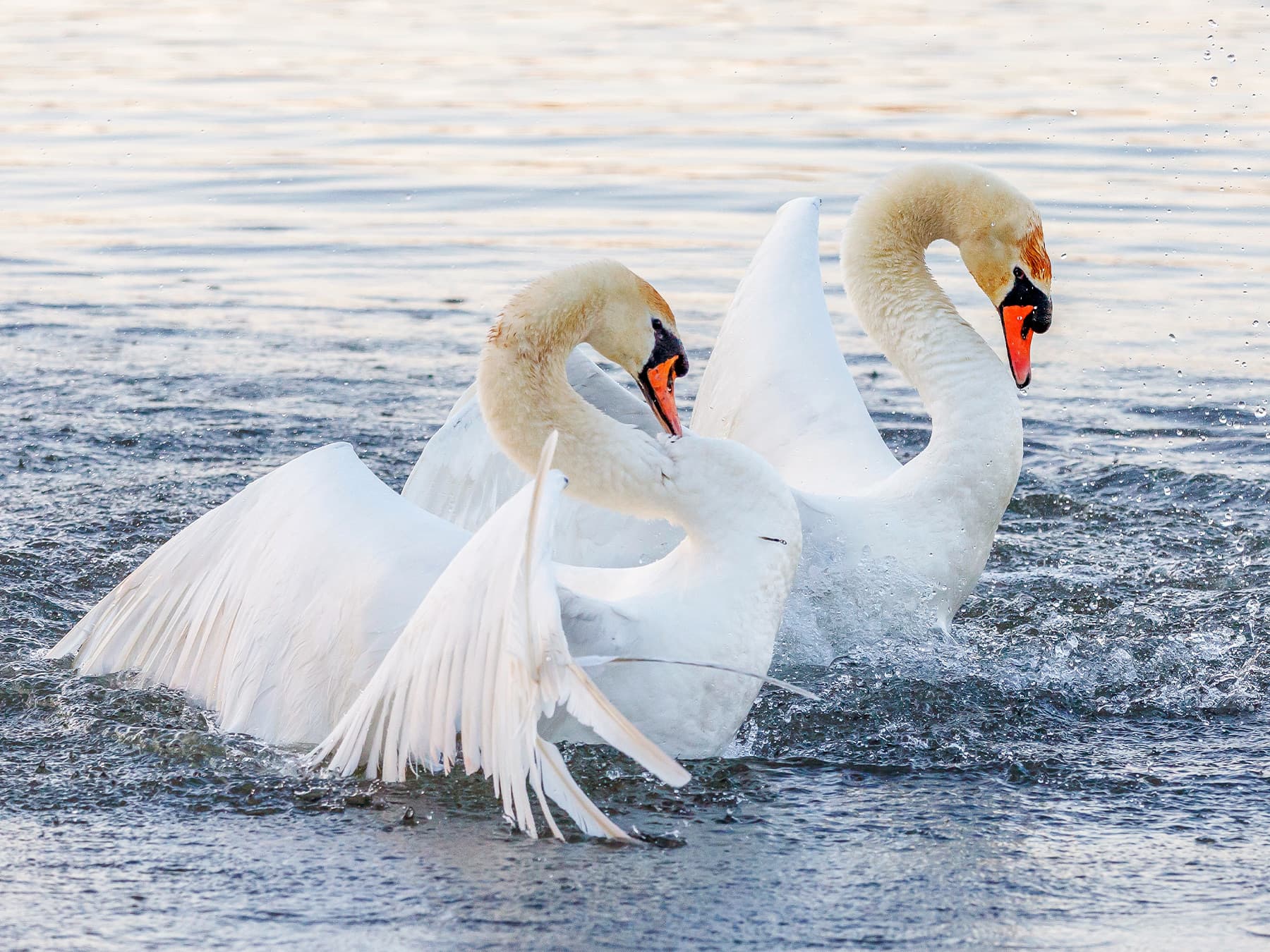 Displays and Postures
