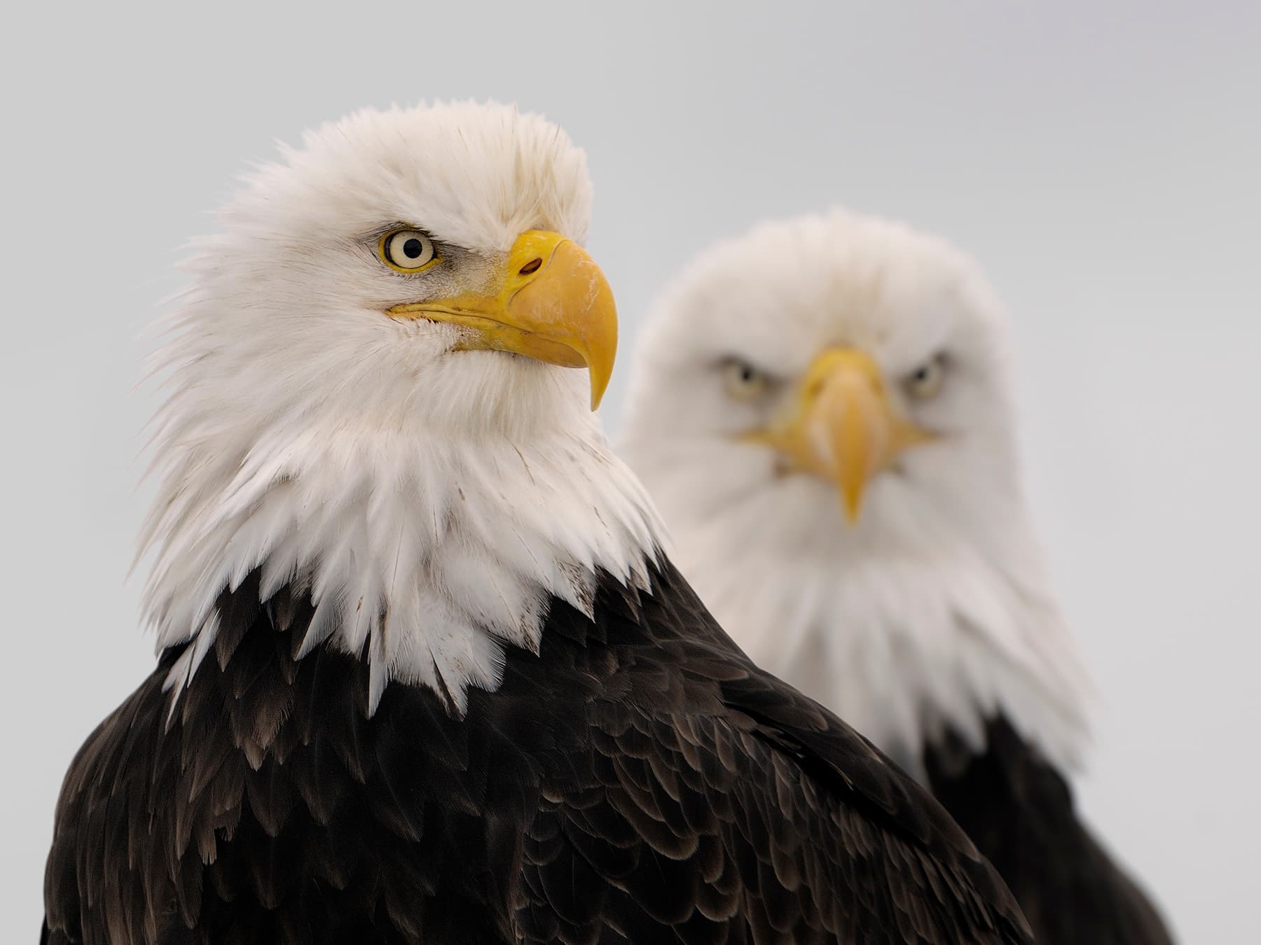 Do Bald Eagles Mate For Life?