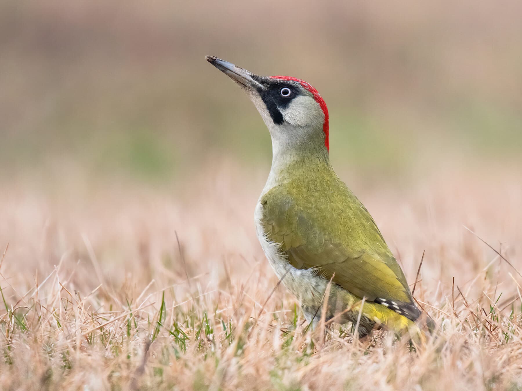 Do Birds Eat Ants? Foraging Behavior + FAQs Answered