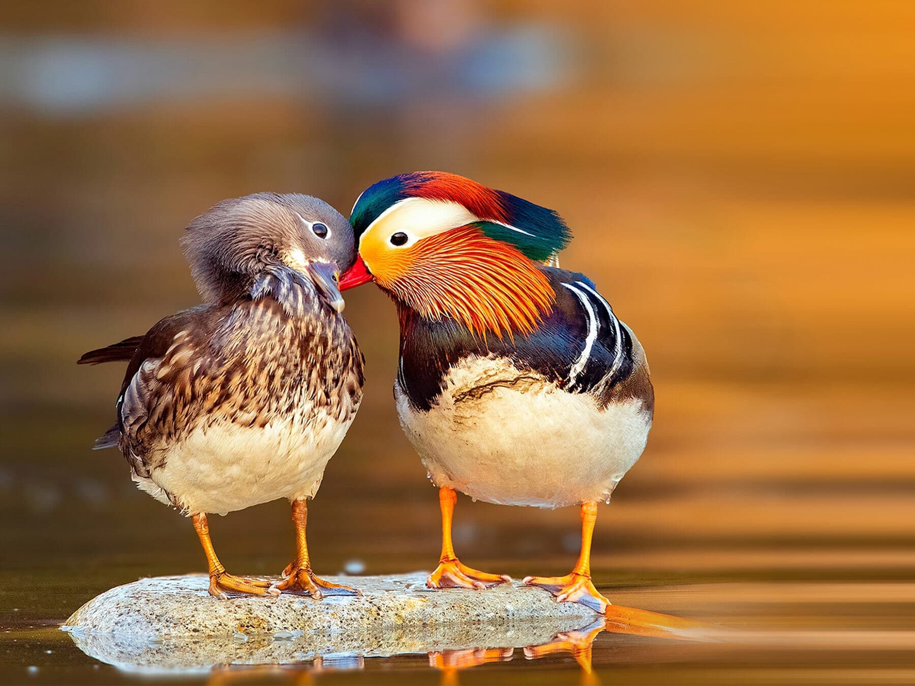 Do Ducks Mate For Life? (Complete Guide)