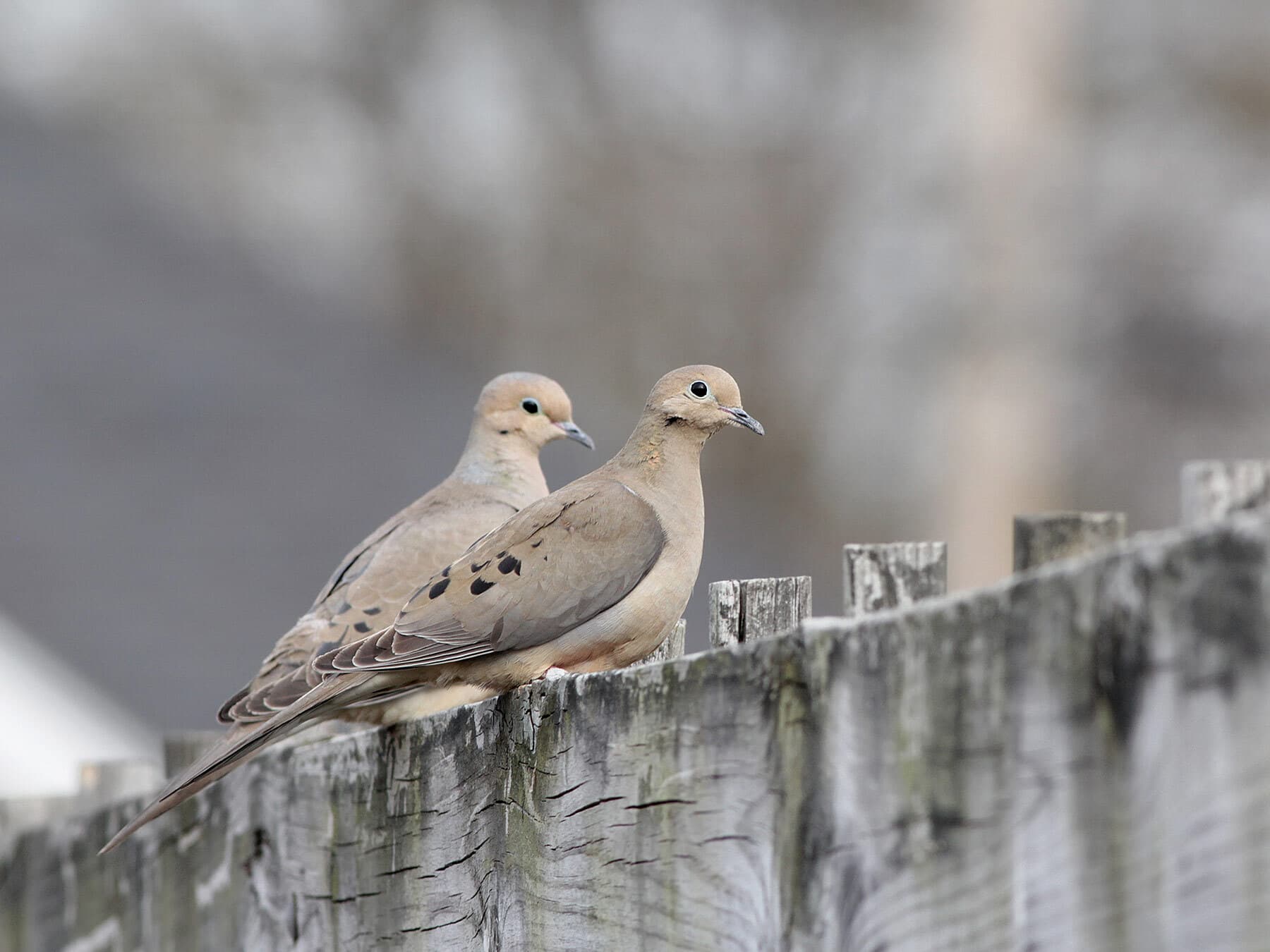 Do Mourning Doves Mate for Life? Pair Bonds, Courtship and Mating